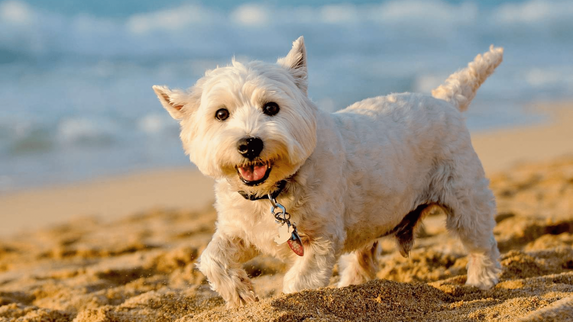 West Highland White Terrier