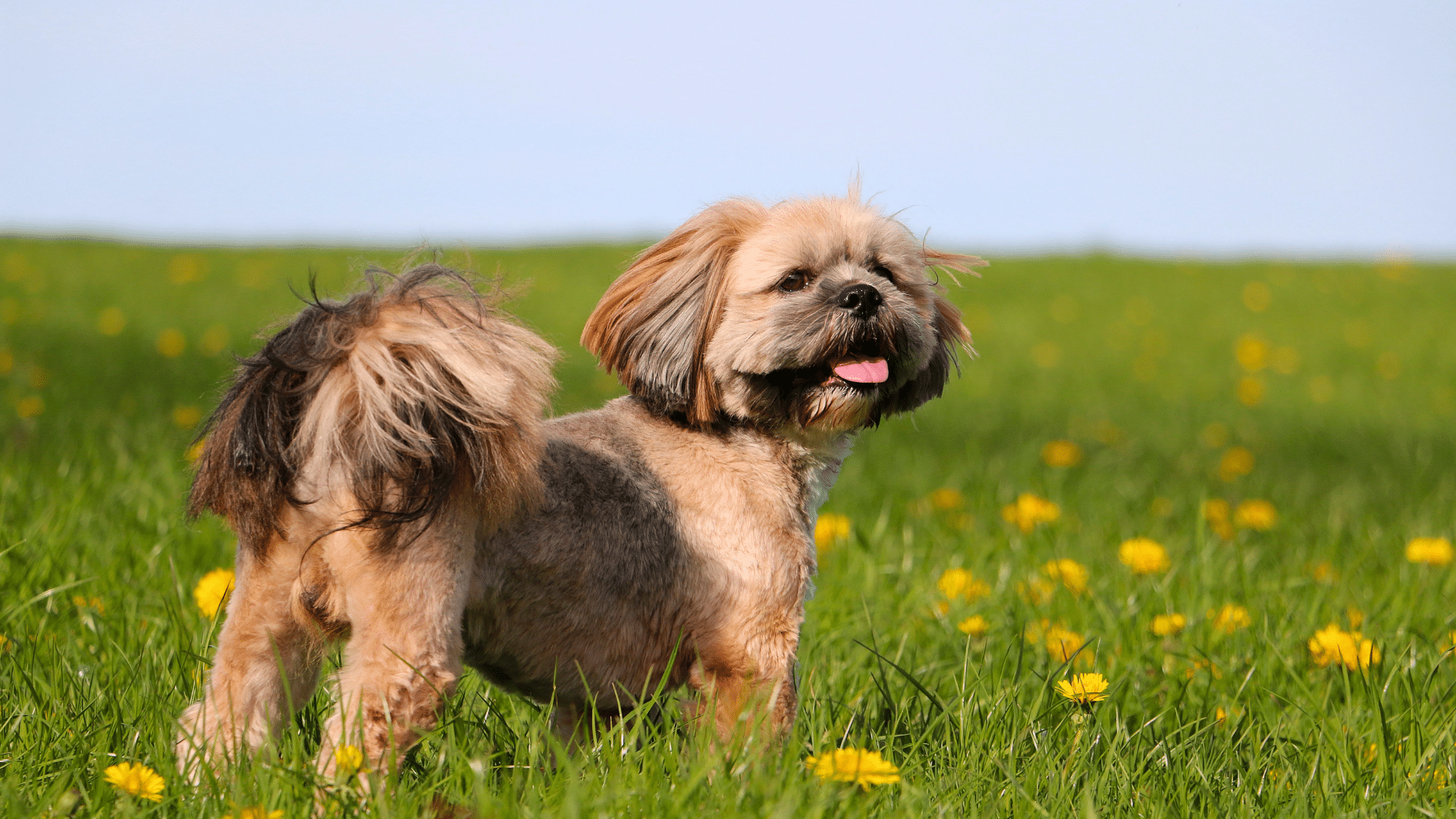 Lhasa Apso