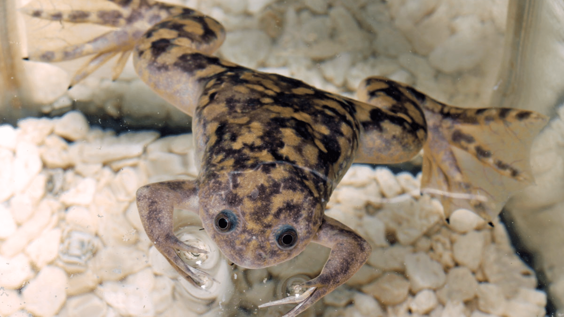 African Clawed Frog