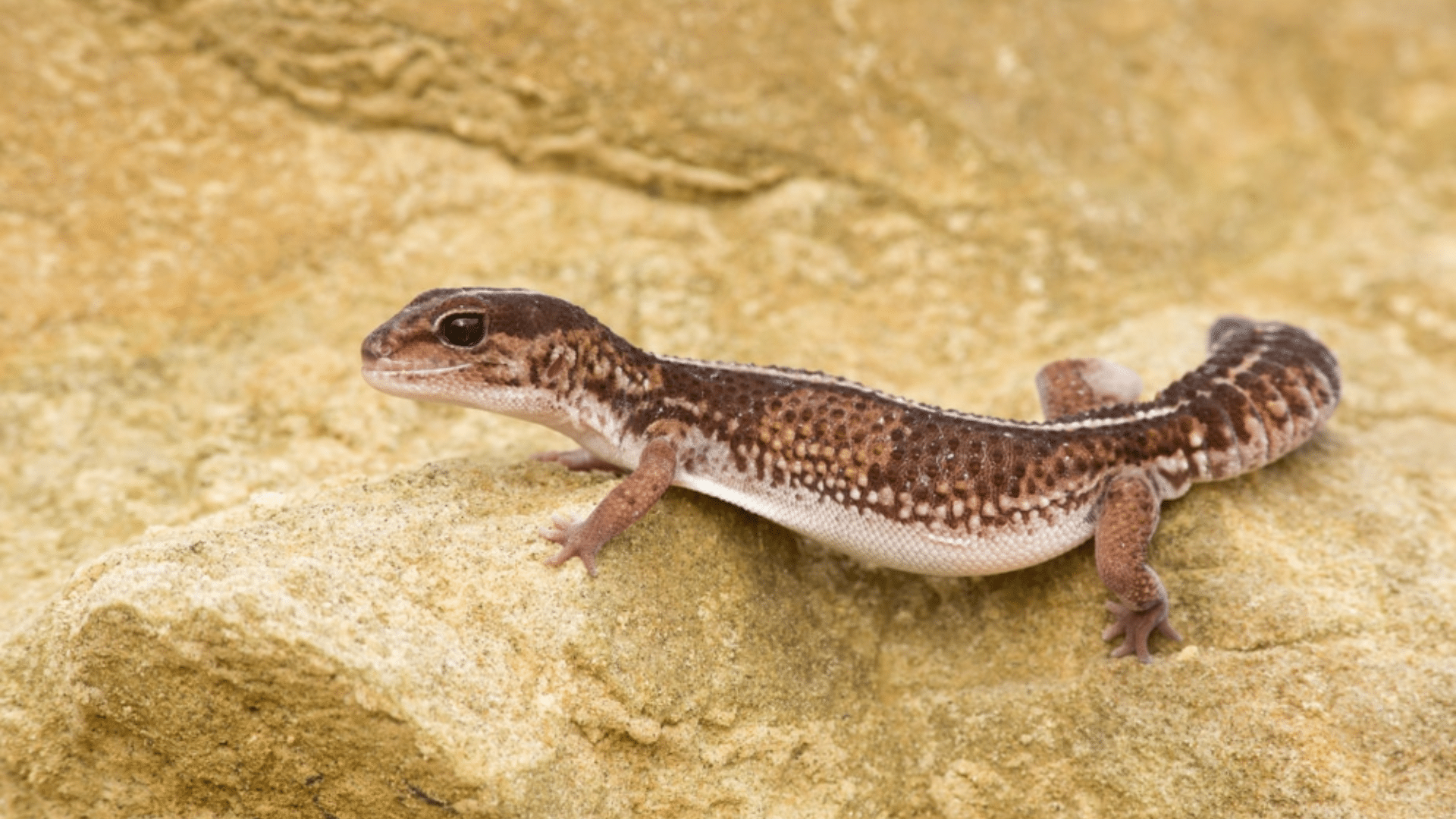 African Fat-Tailed Gecko