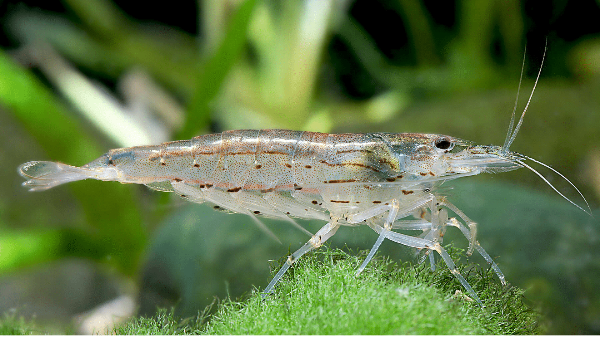 Amano Shrimp