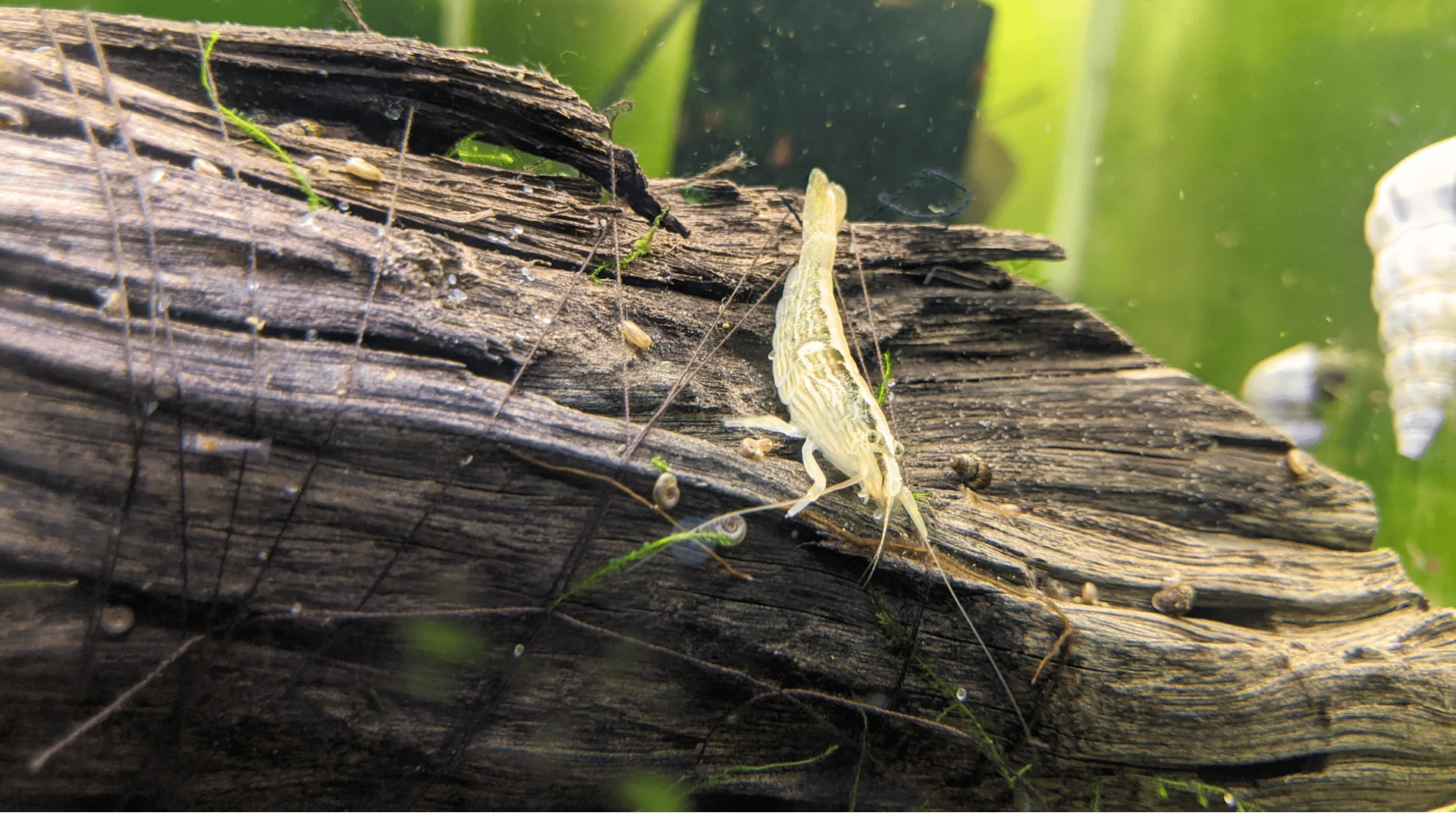 Bamboo Shrimp