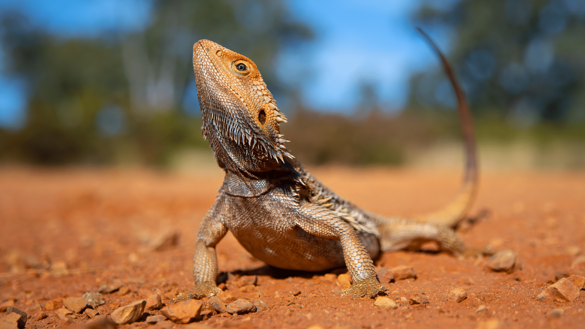 Bearded Dragon