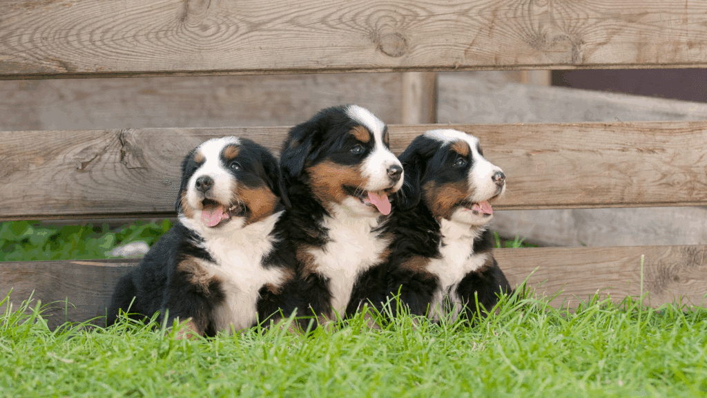 Bernese Mountain Dog Puppies: Find Trusted Breeders Near You