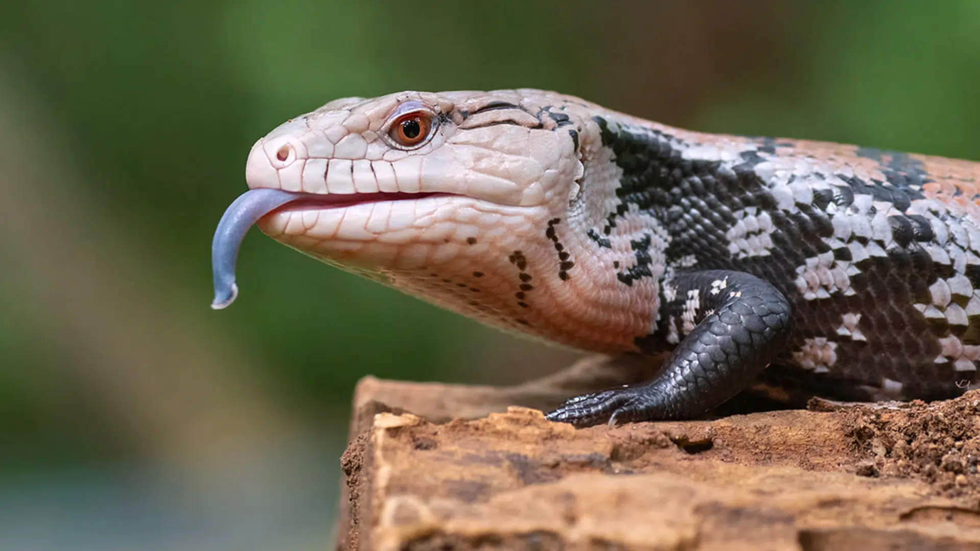 Blue-Tongued Skink