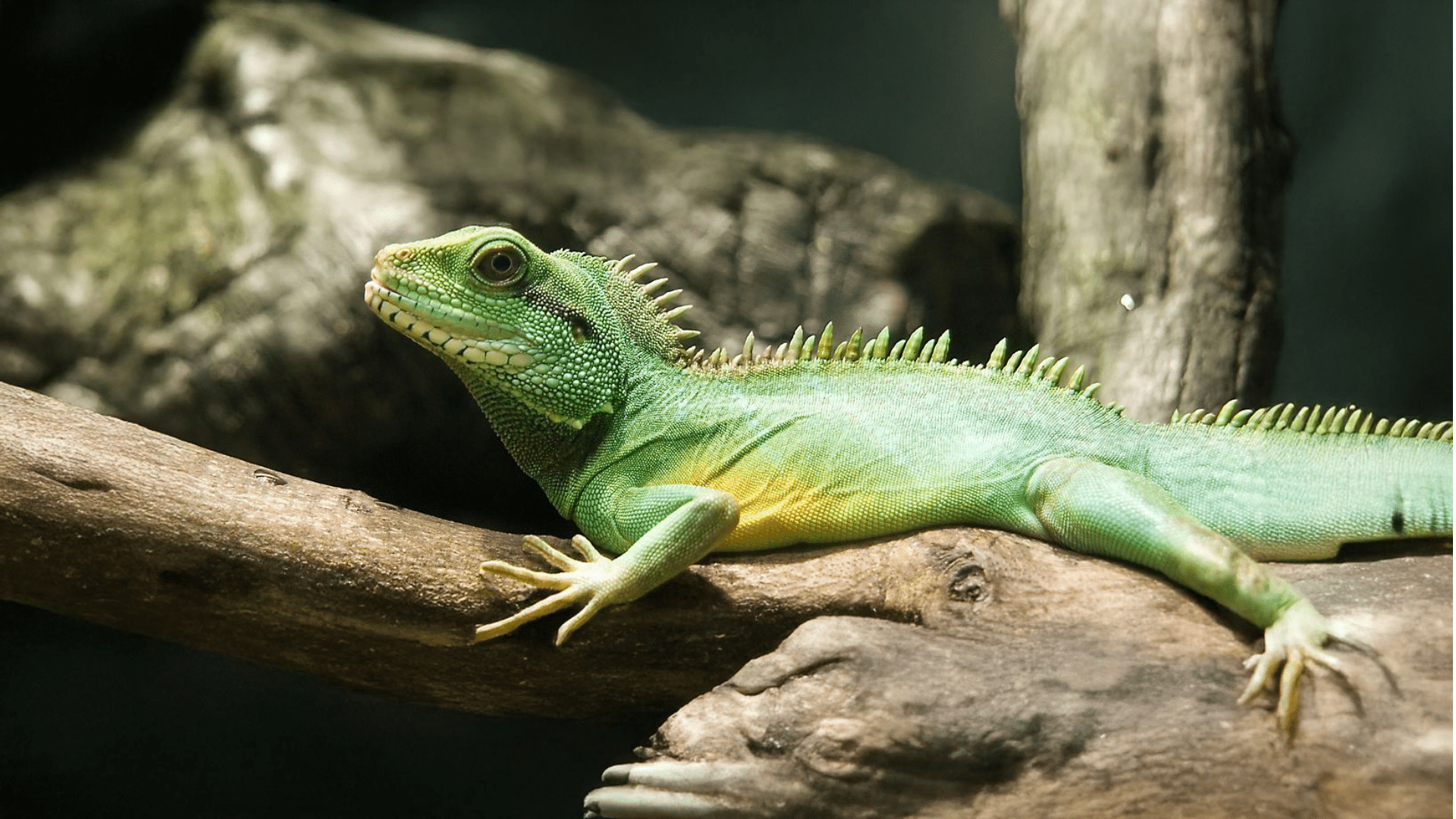 Chinese Water Dragon