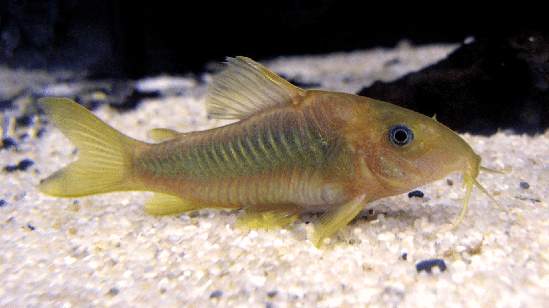 Corydoras Catfish