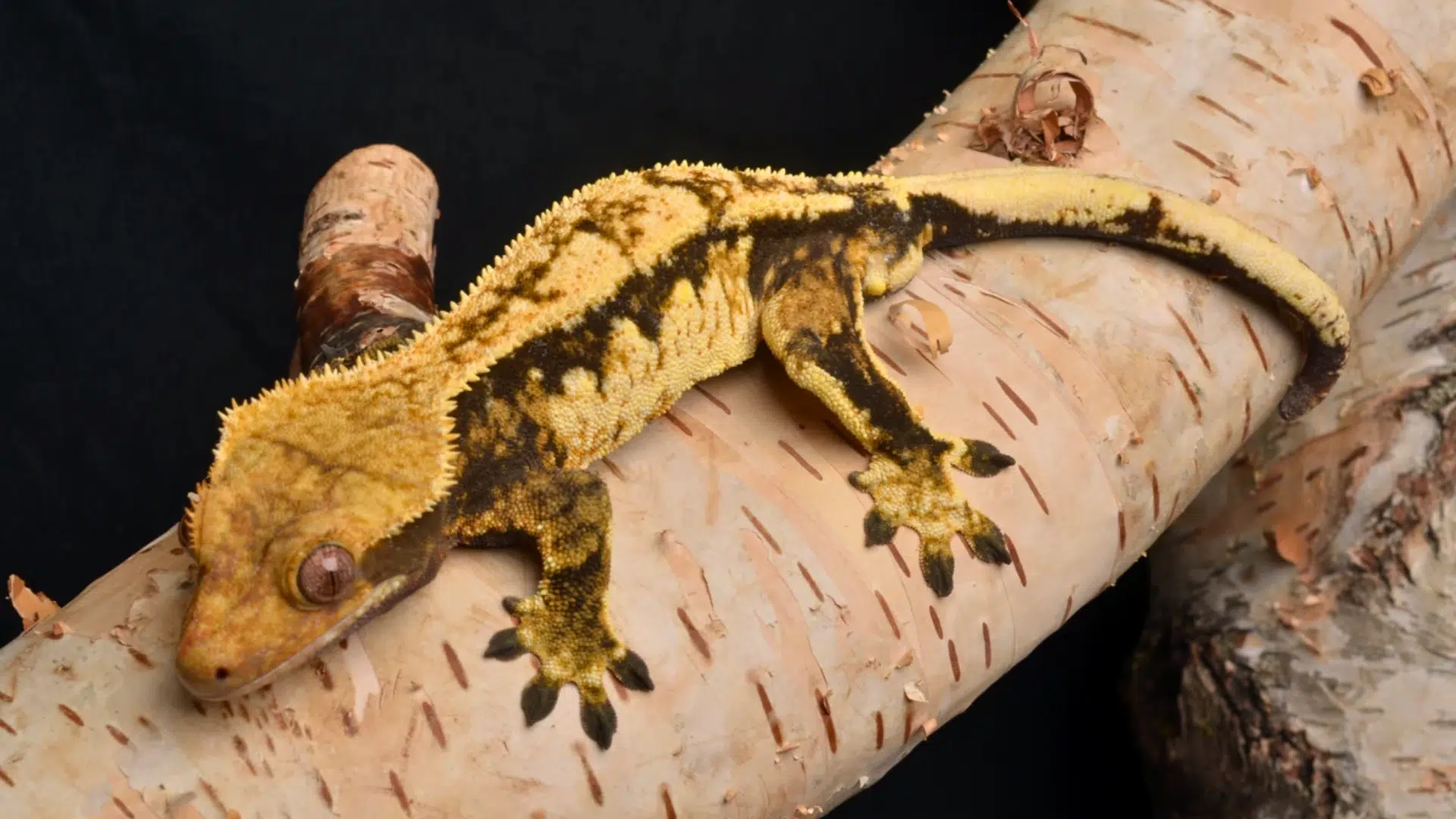 Crested Gecko