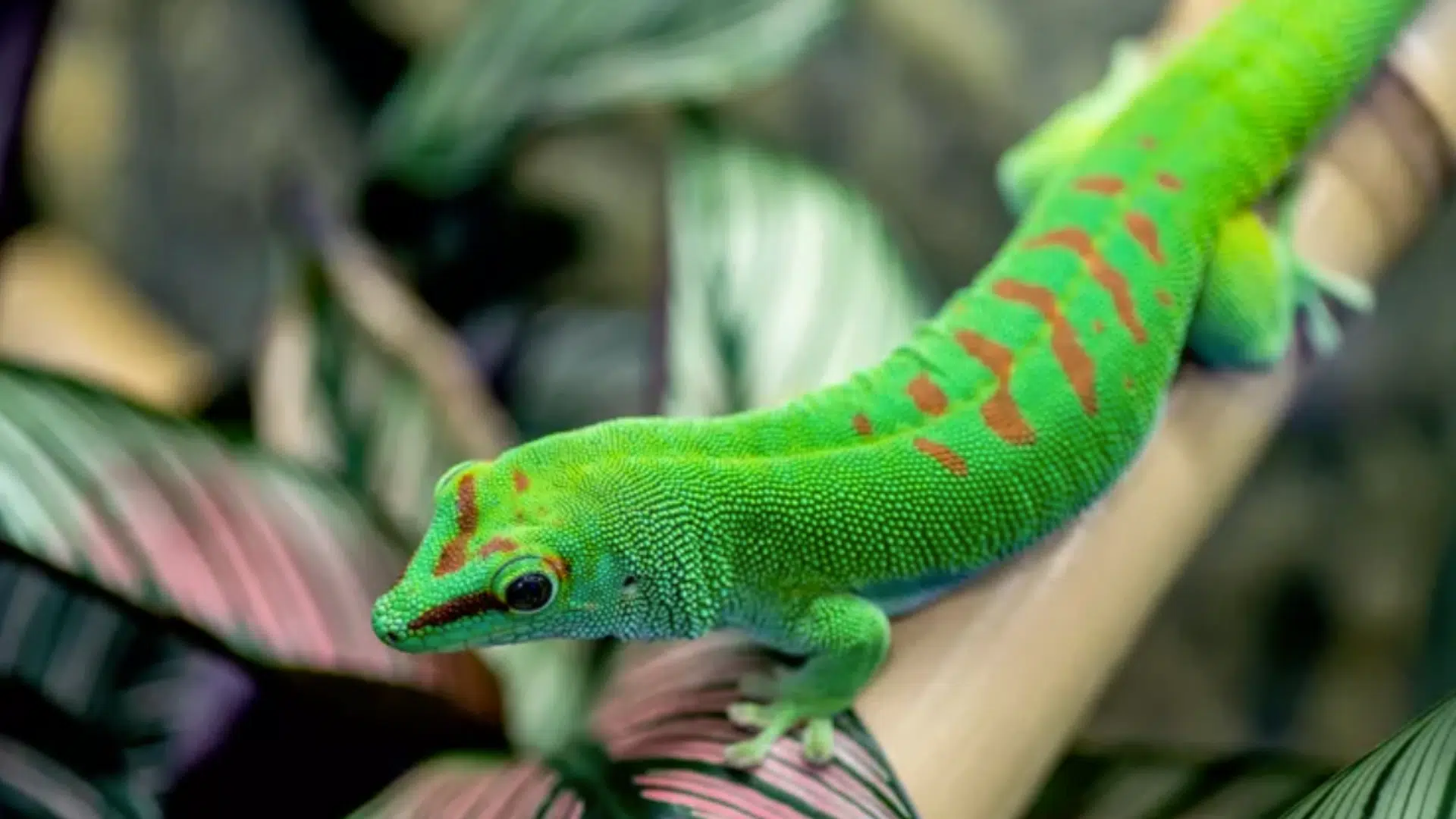 Day Gecko