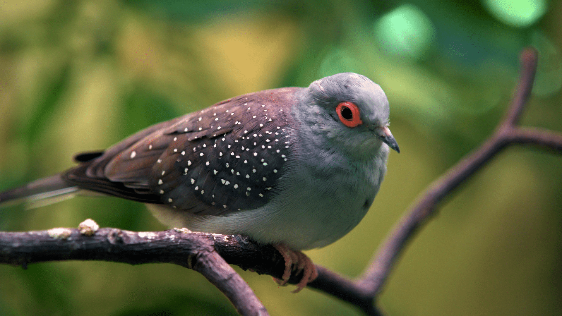 Dove (Ring-Neck or Diamond Dove)
