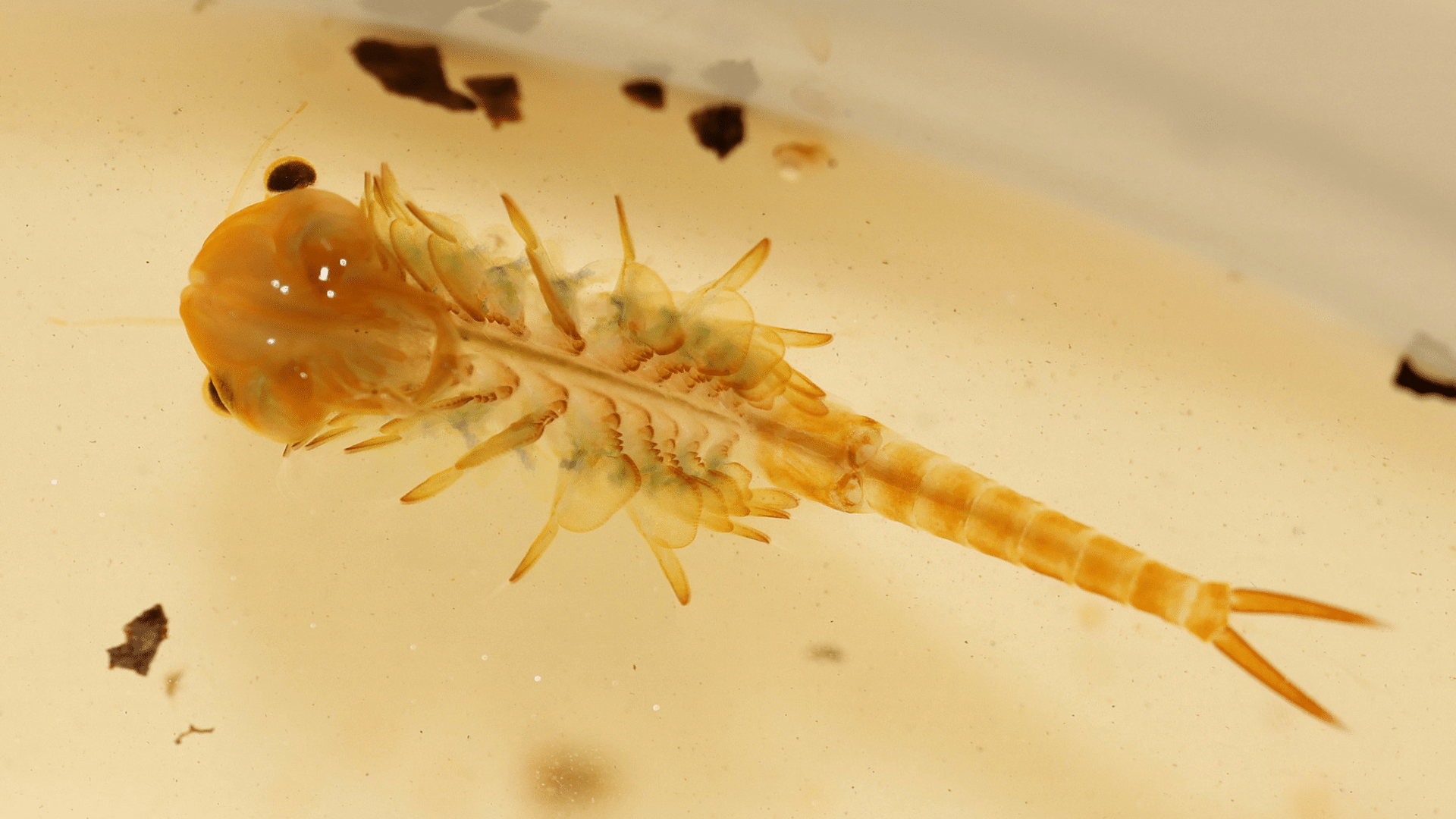 Fairy Shrimp