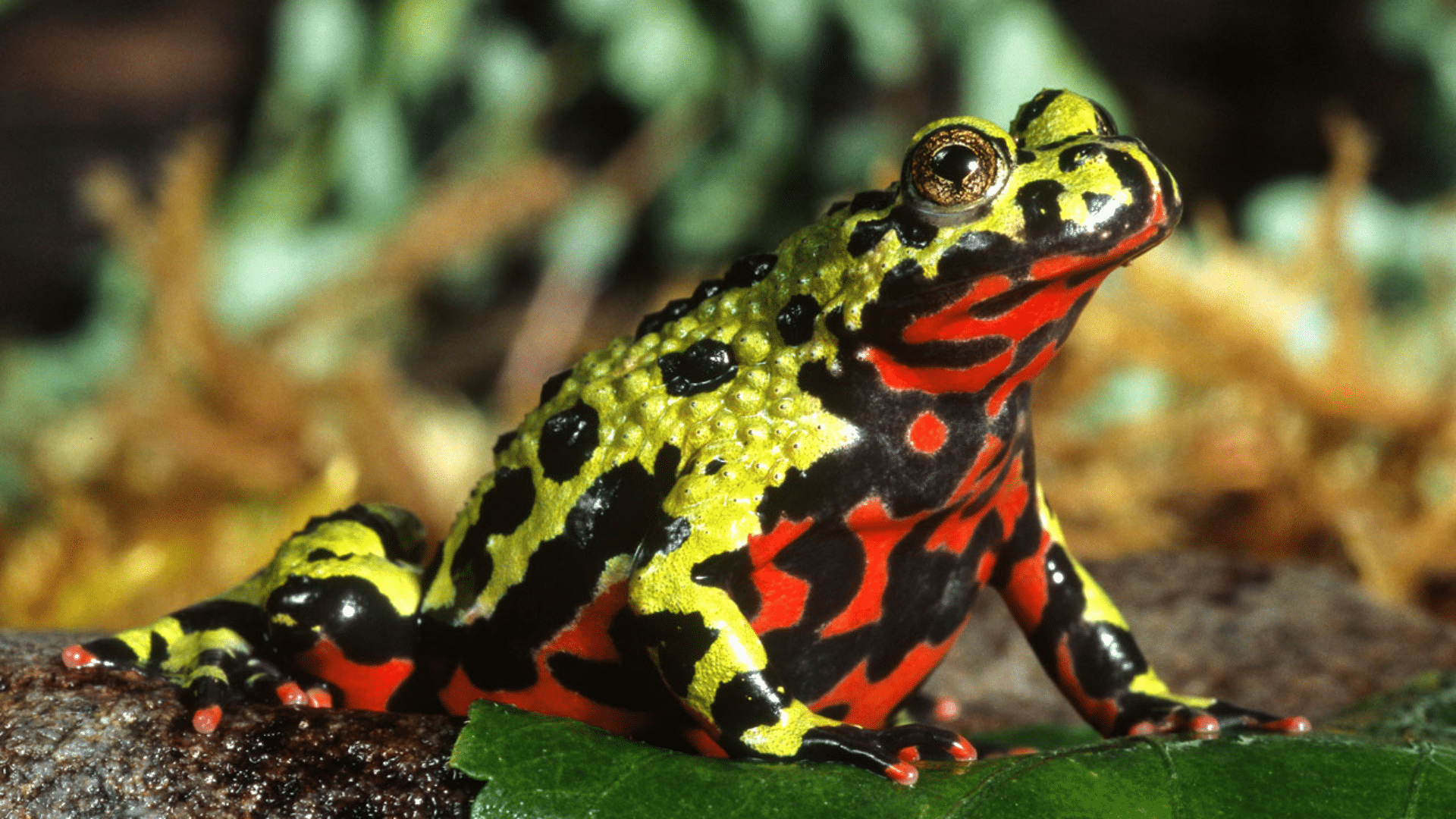 Fire-Bellied Toad