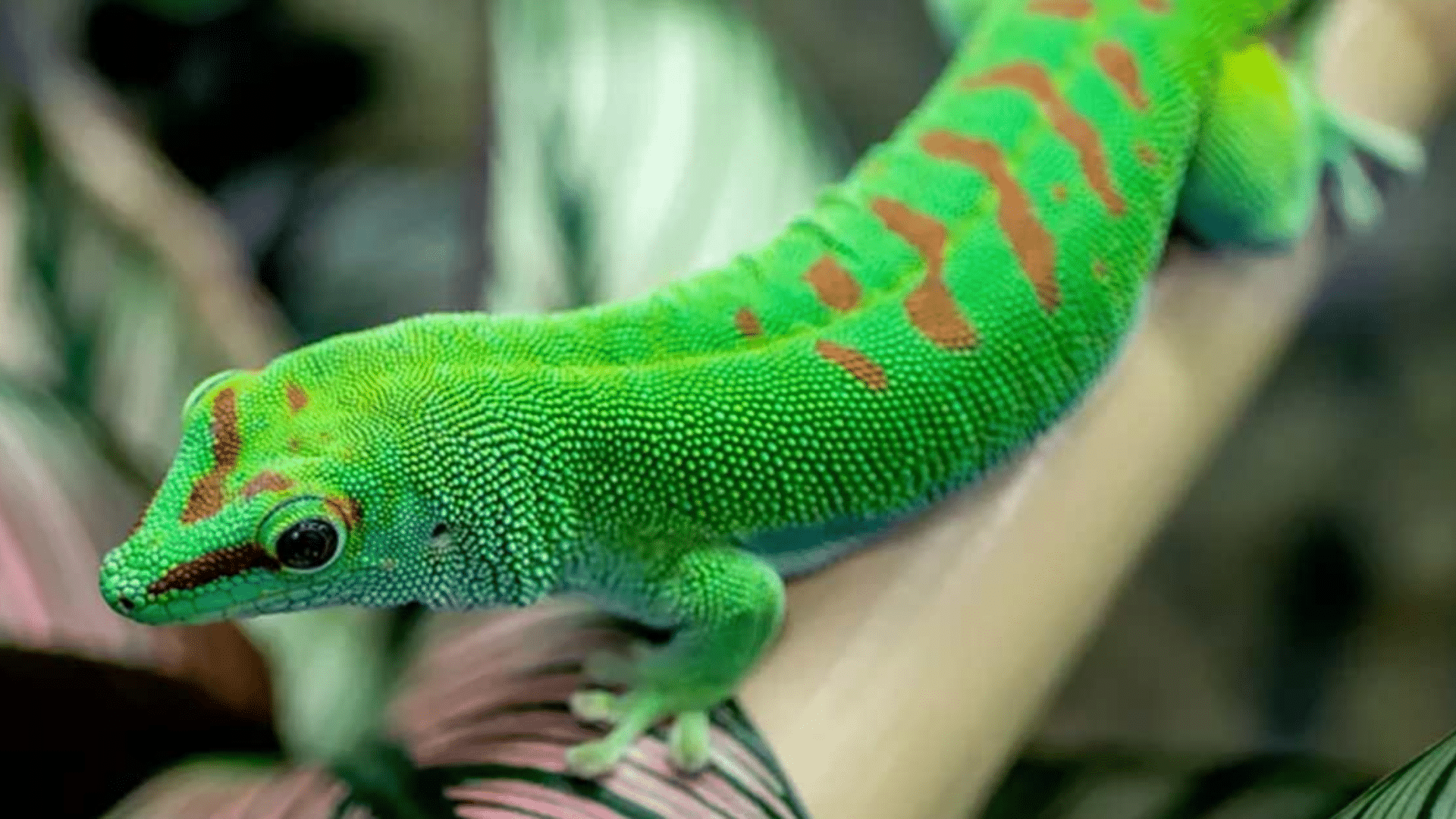 Gold Dust Day Gecko
