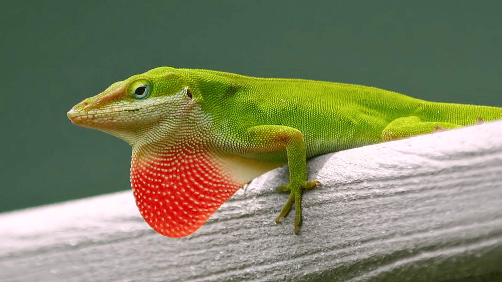 Green Anole