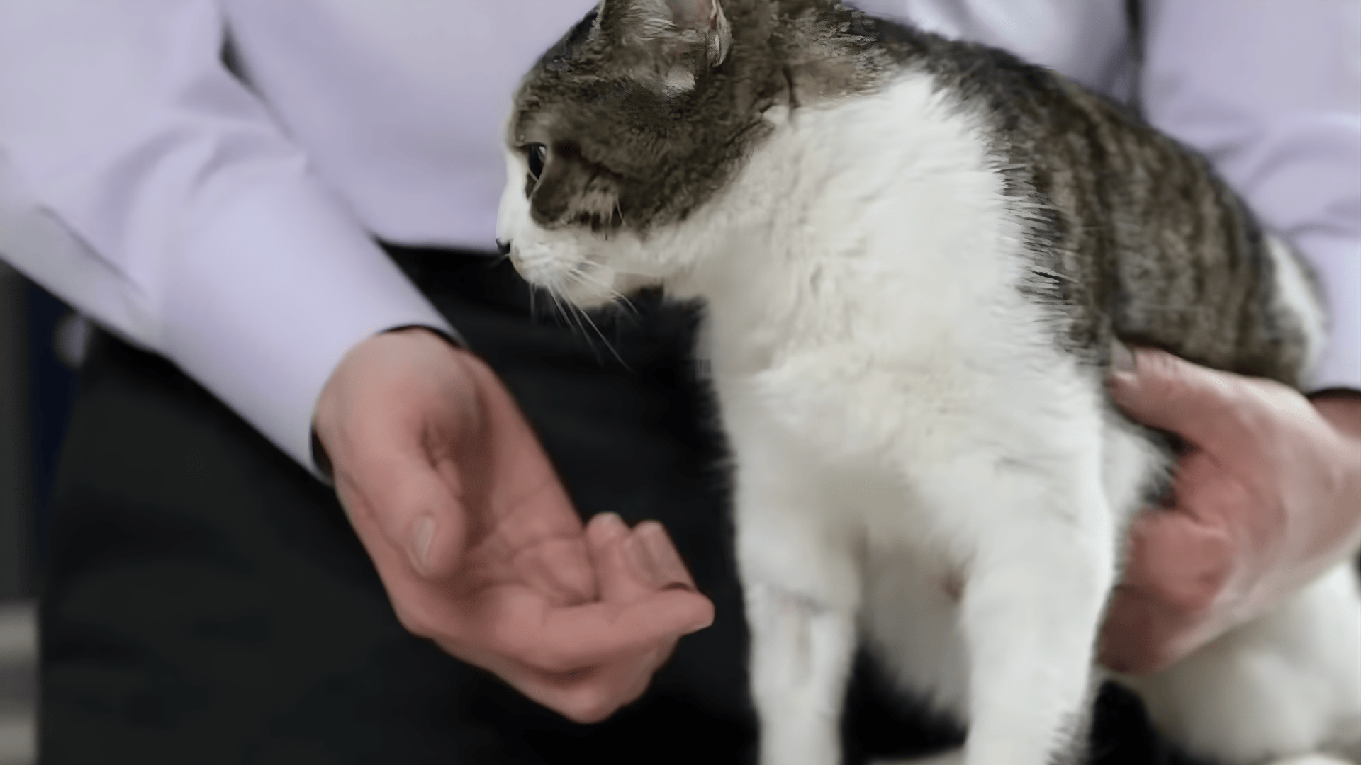 Introduce Cat-Safe Toothpaste