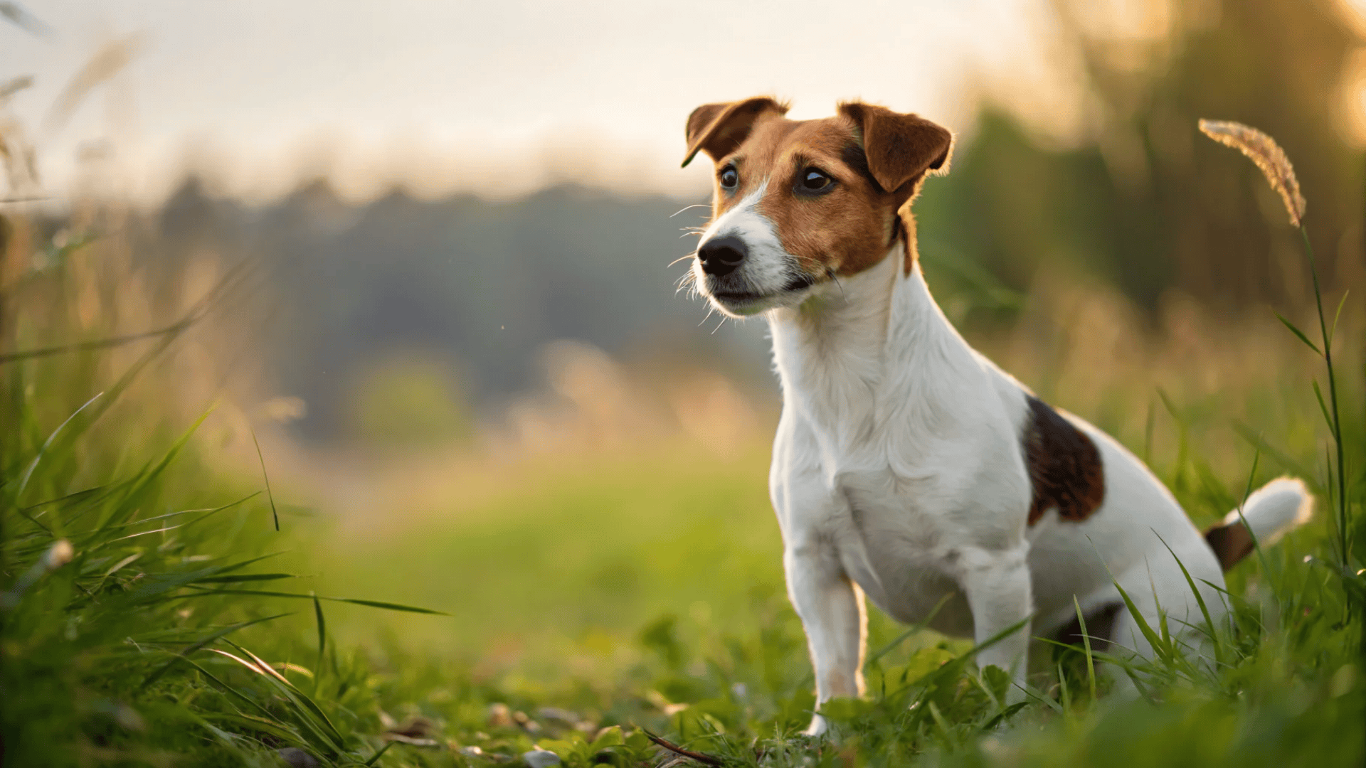 Jack Russell Terrier