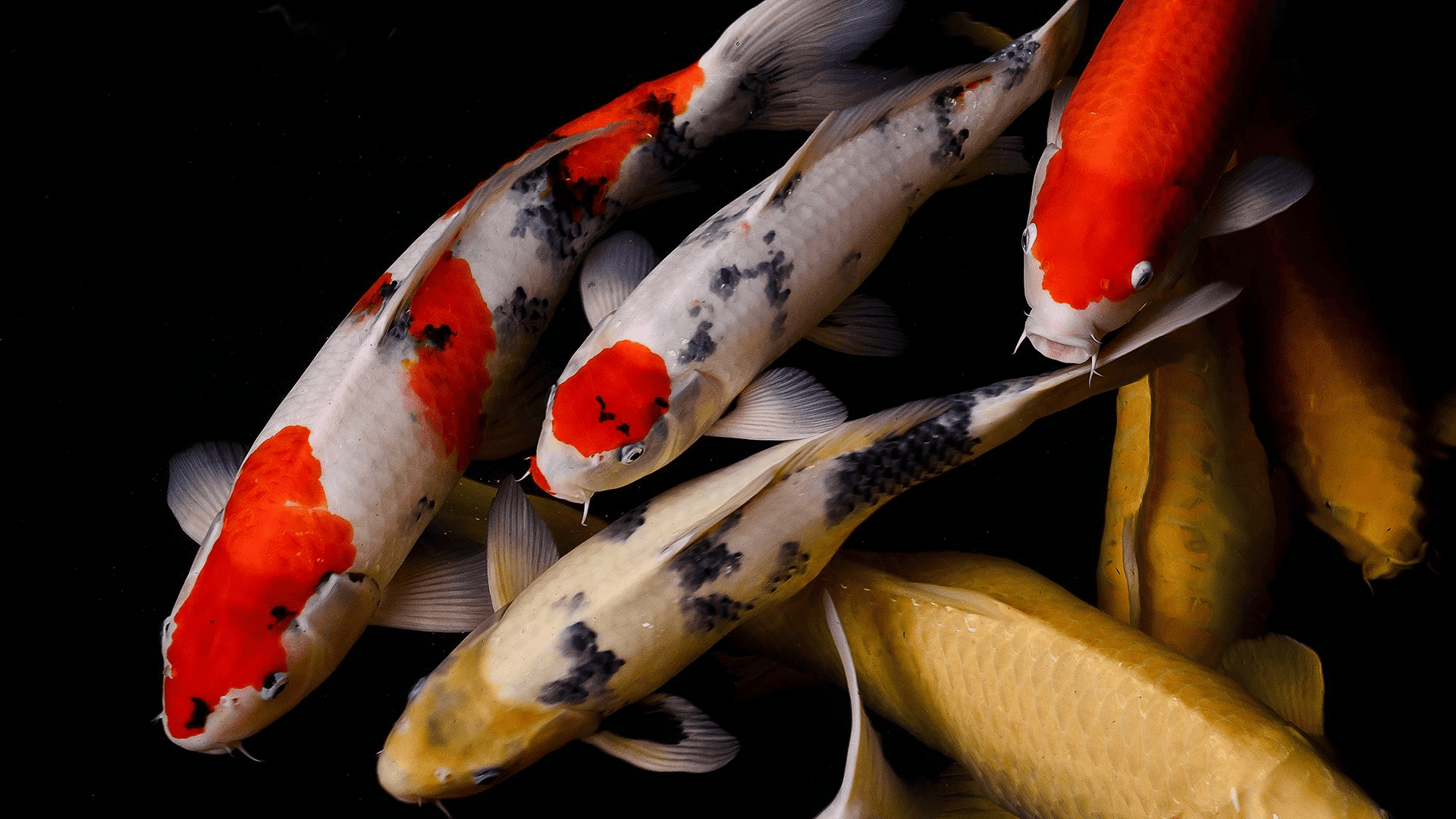 Koi Fish Aquarium: Feasibility & Ethical Insights