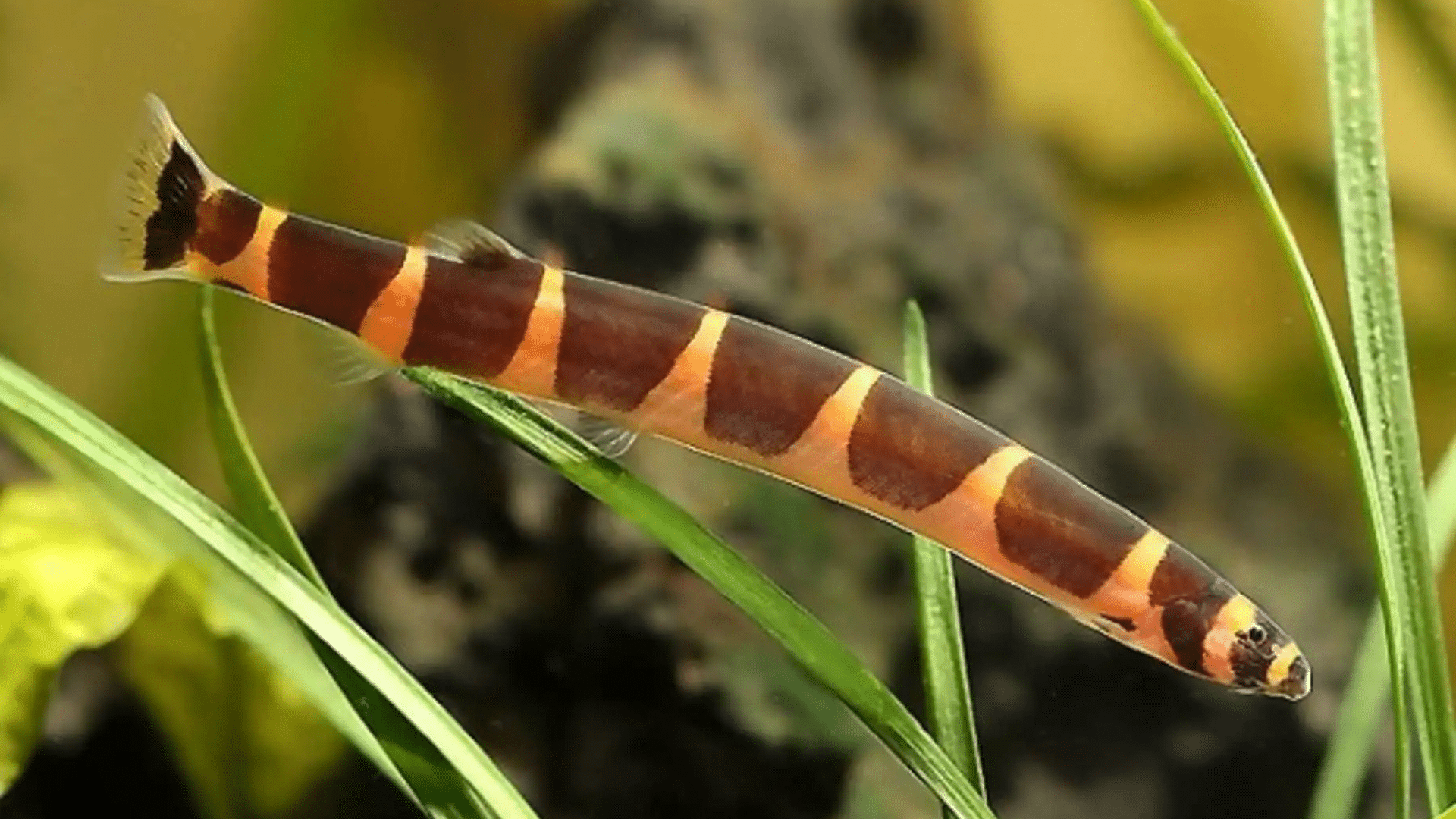 Kuhli Loach