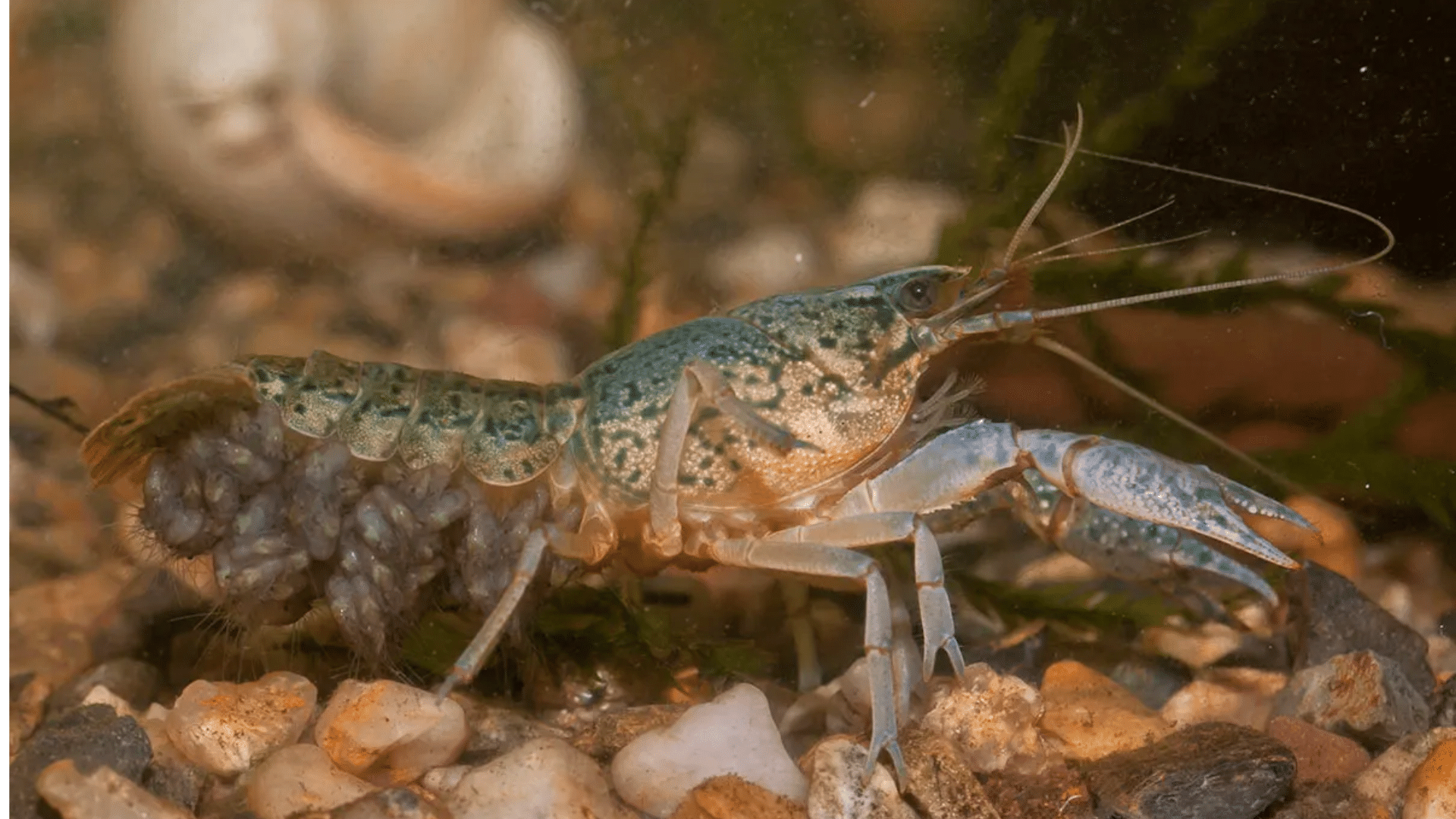 Marbled Crayfish
