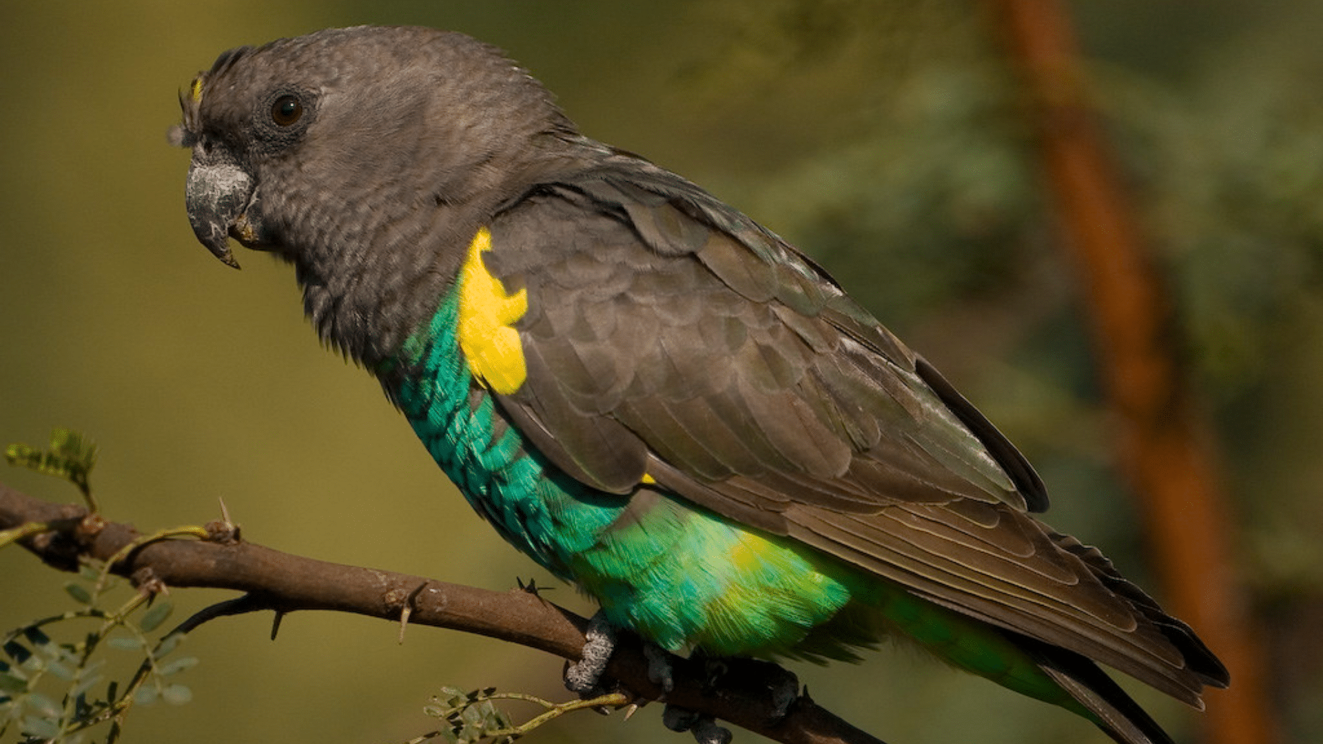 Meyer’s Parrot