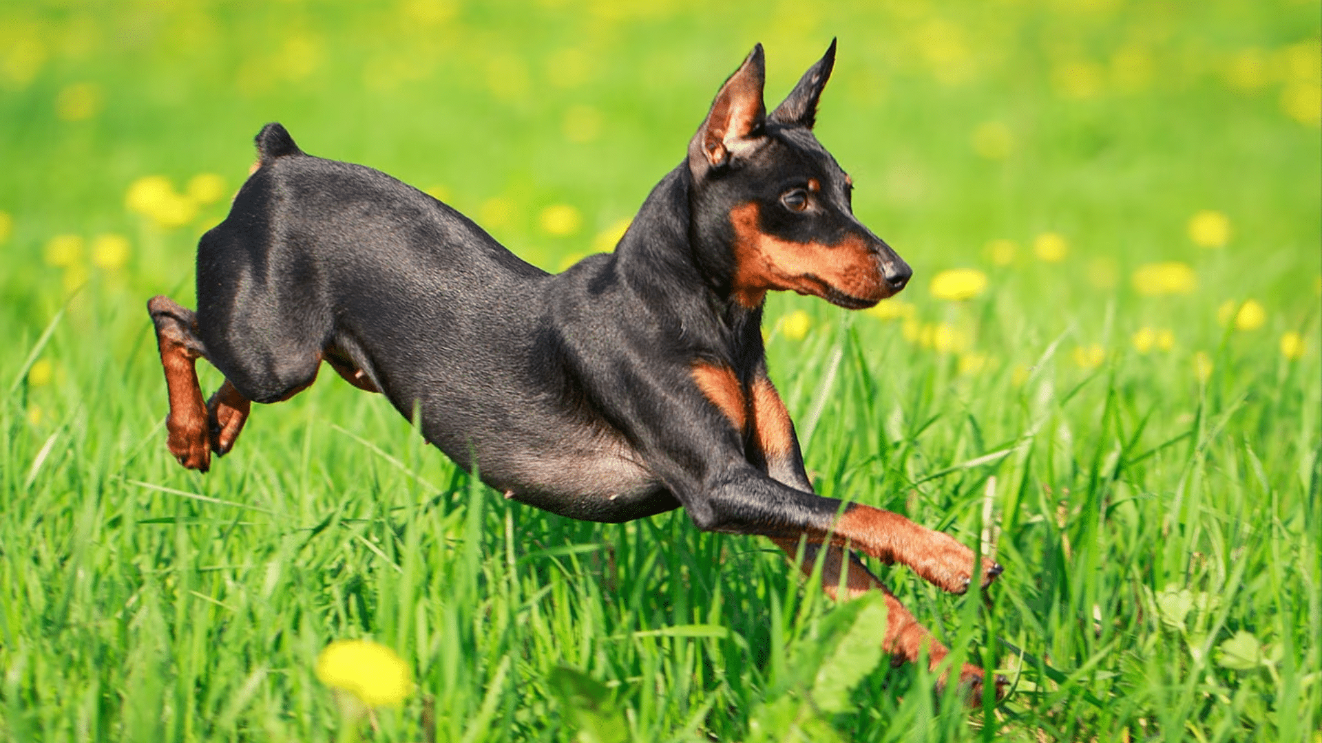Miniature Pinscher