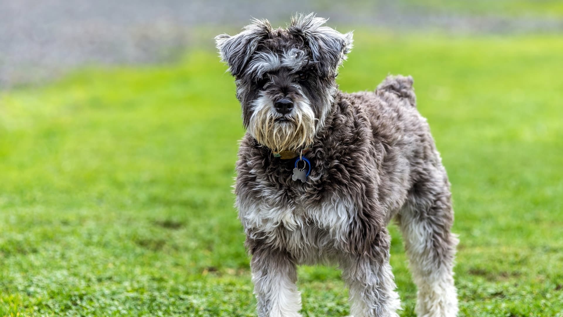 Miniature-Schnauzer