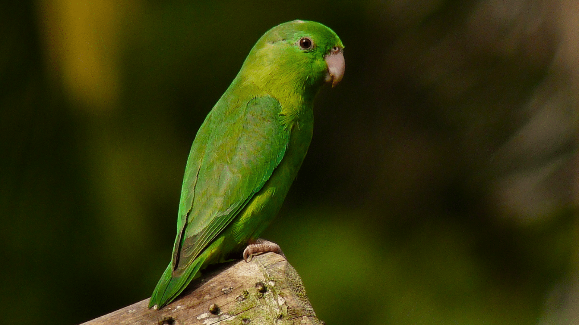Parrotlet