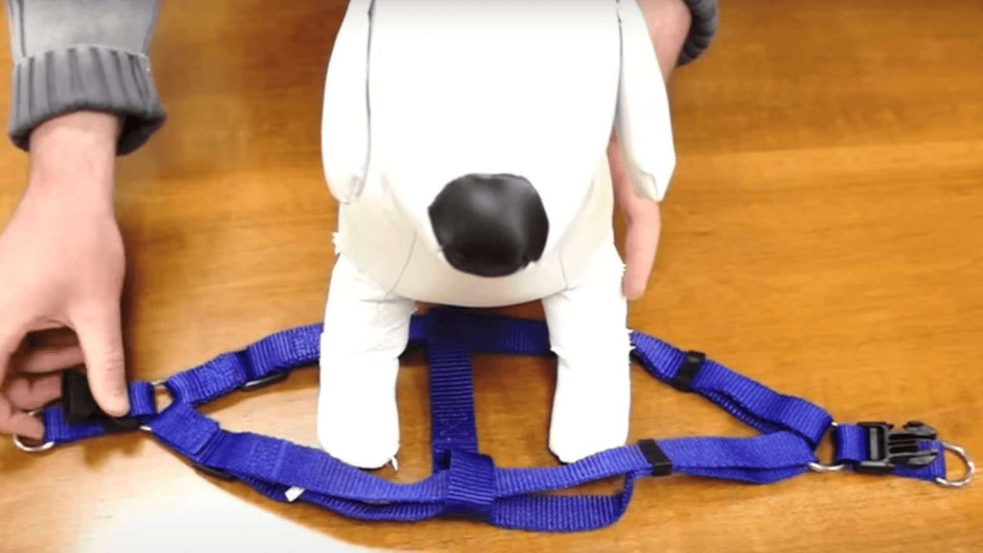 Place Your Dog’s Legs