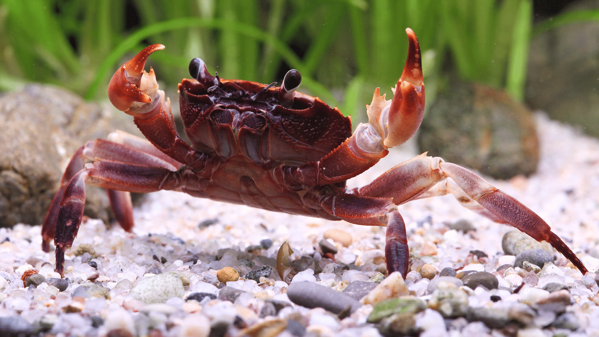 Red Claw Crab