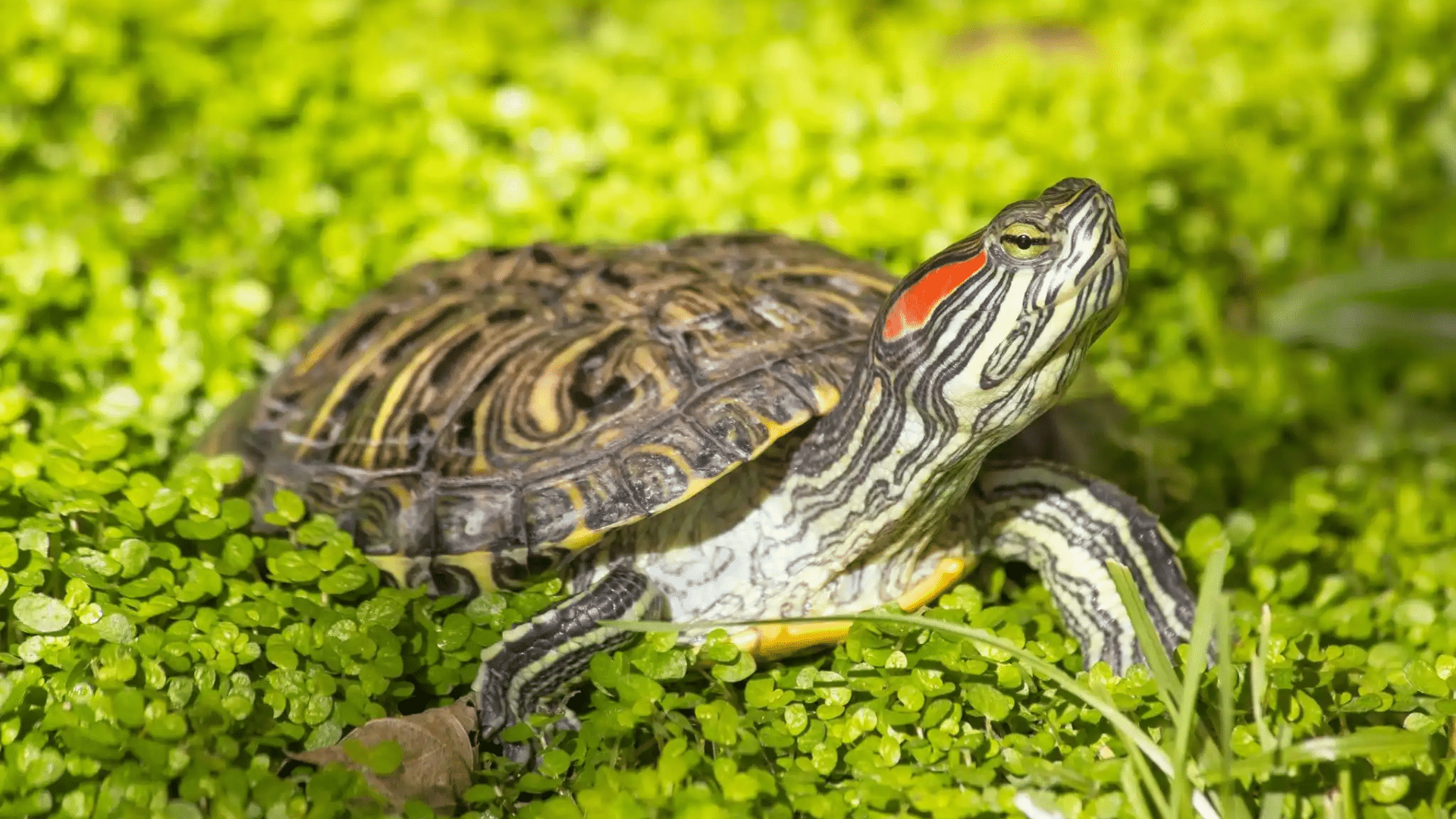 Red-Eared Slider