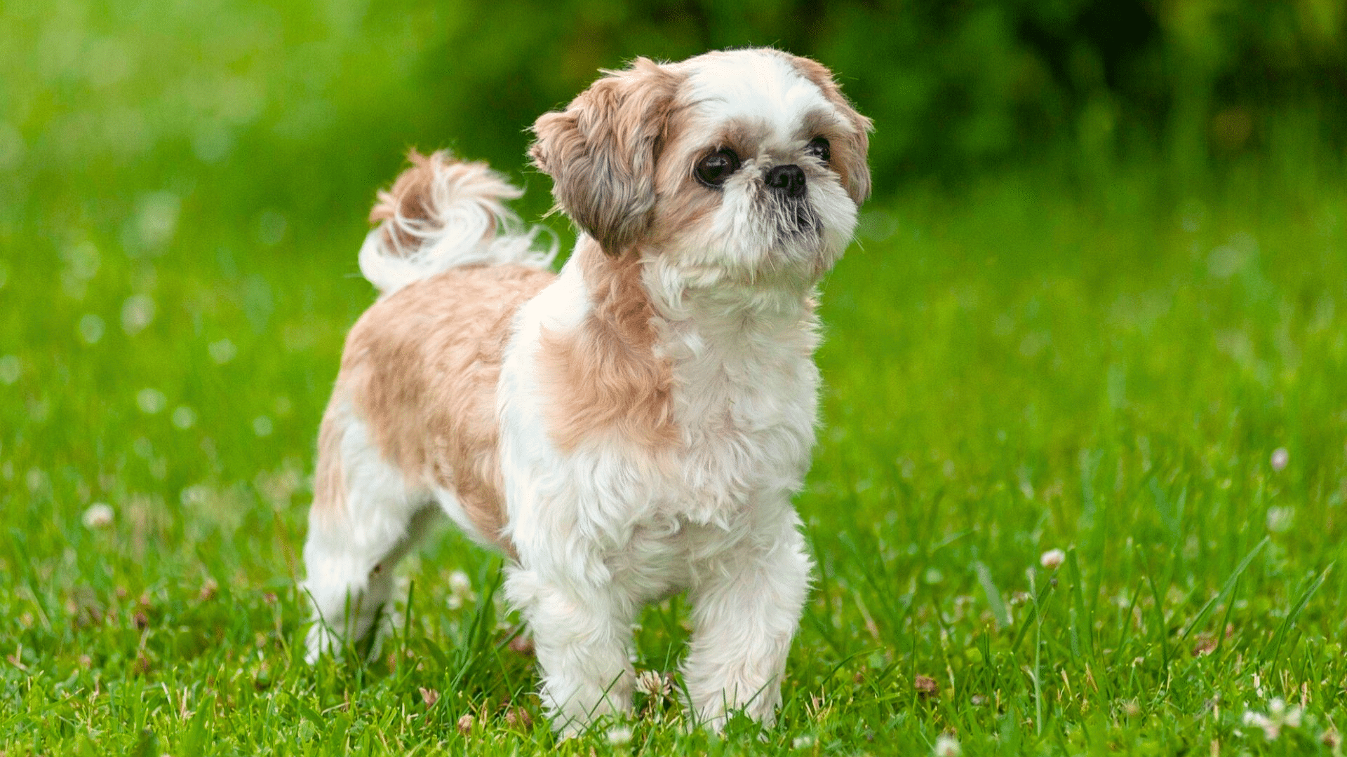 Shih Tzu