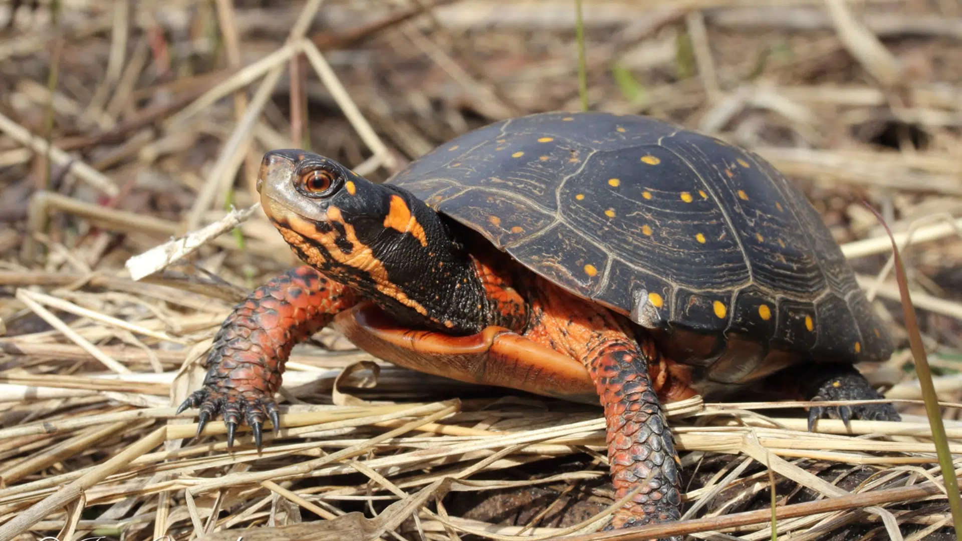Spotted Turtle