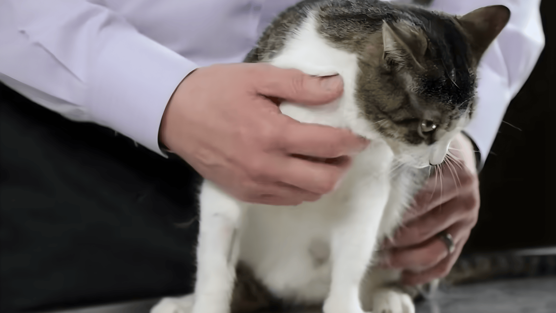 Start Slowly and Get Your Cat Used to Mouth Handling