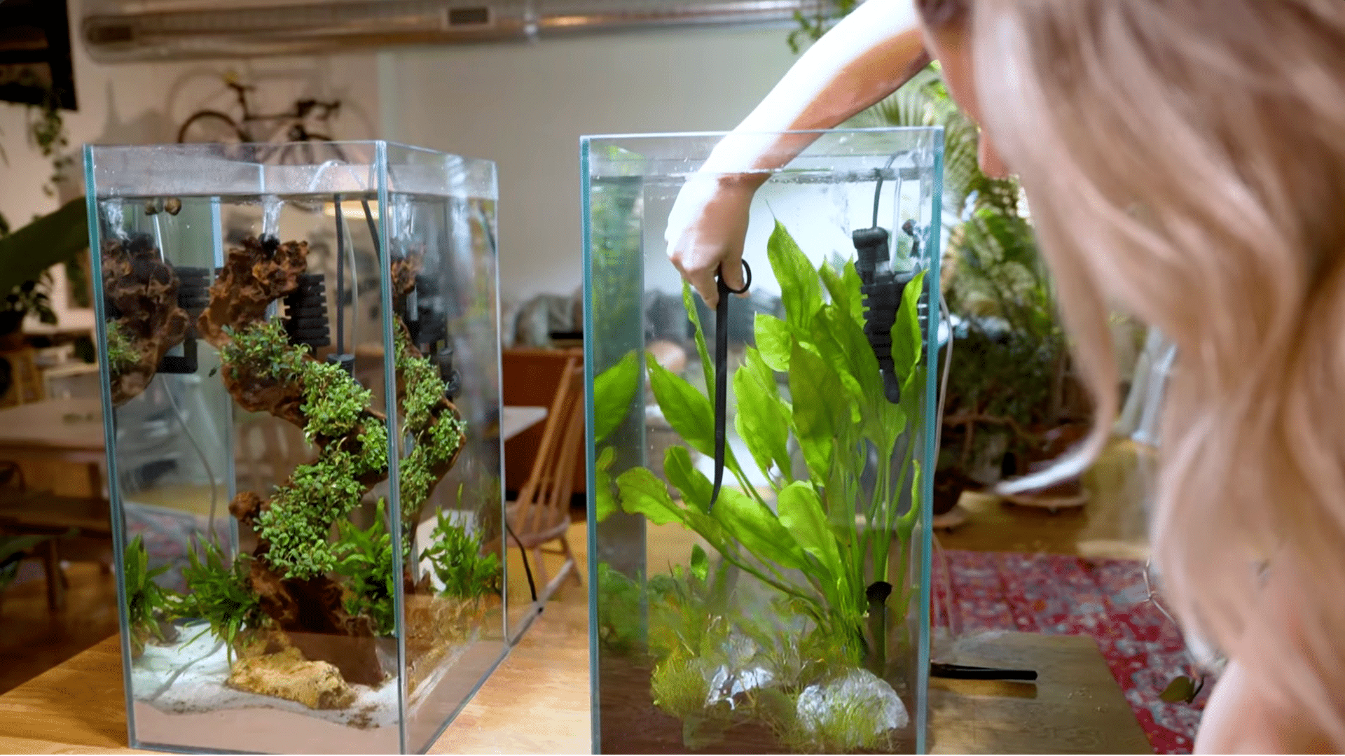 Step 4: Trim and Remove Soiled Plant Leaves