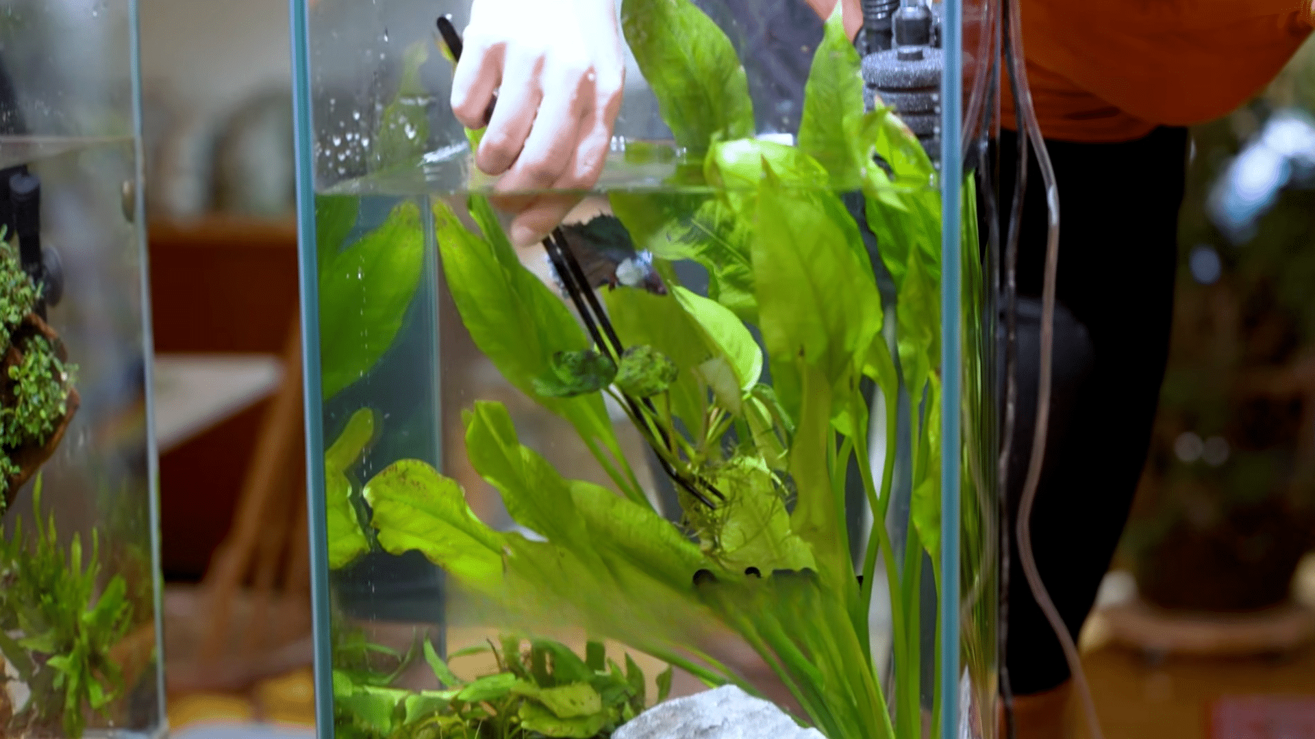 Step 9: Replace Plants, Add Nutrients, and Top Off Water