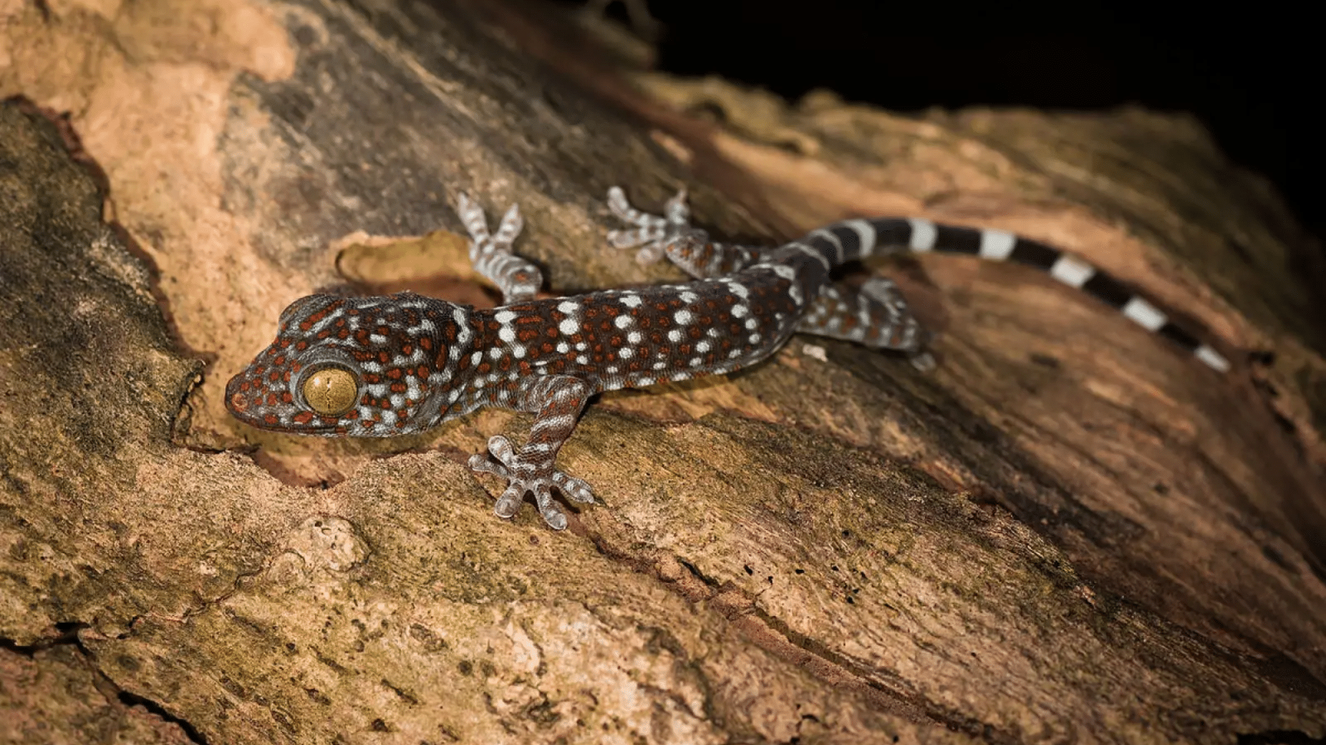 Tokay Gecko