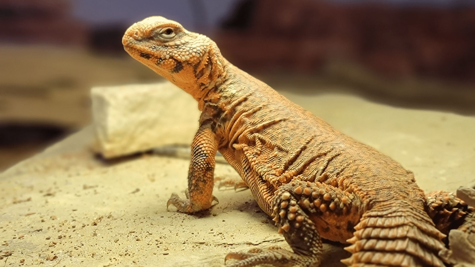 Uromastyx