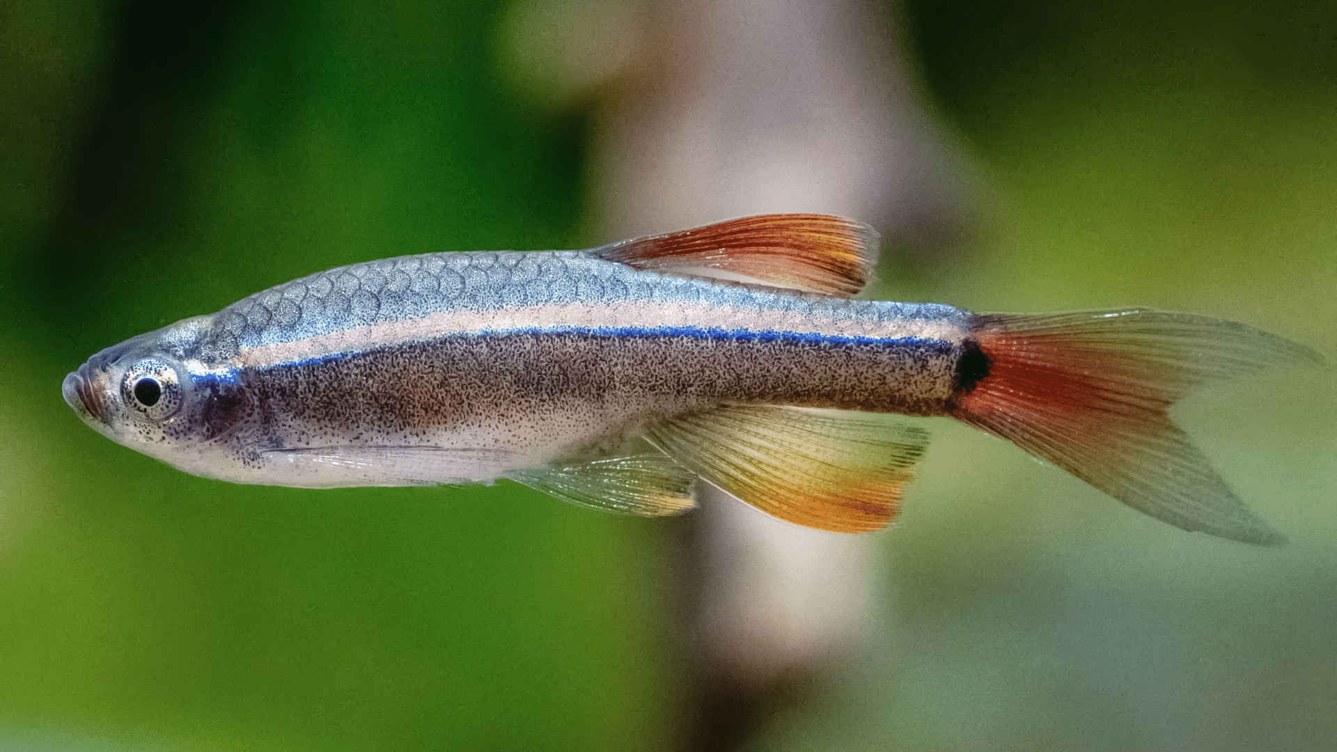 White Cloud Mountain Minnow