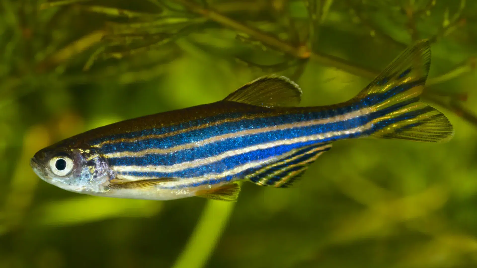 Zebra Danio