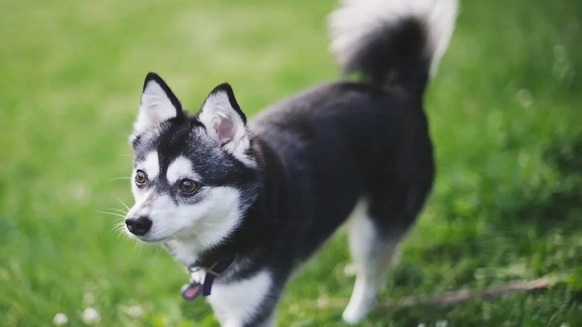 alaskan-klee-kai