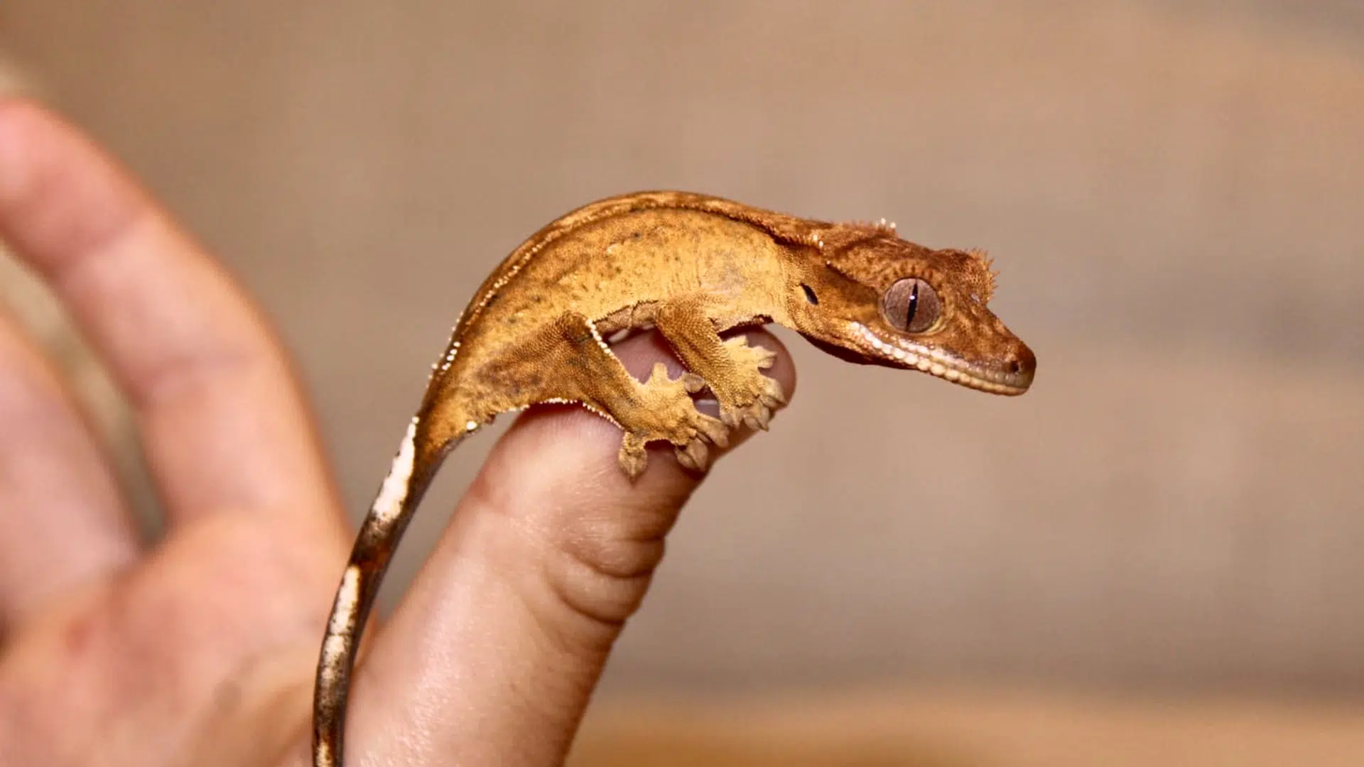 Fun and Surprising Facts