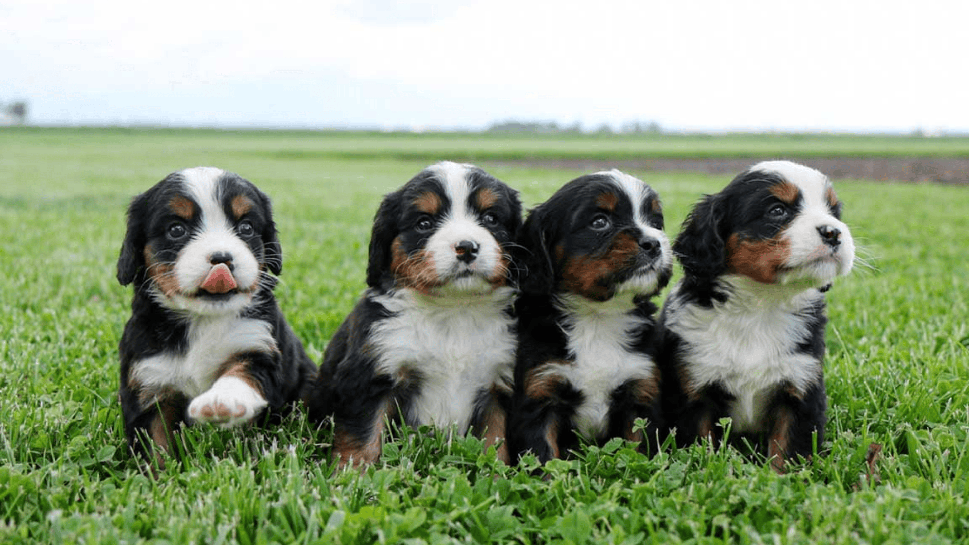 Best Ways to Get a Bernese Mountain Dog Puppy Safely