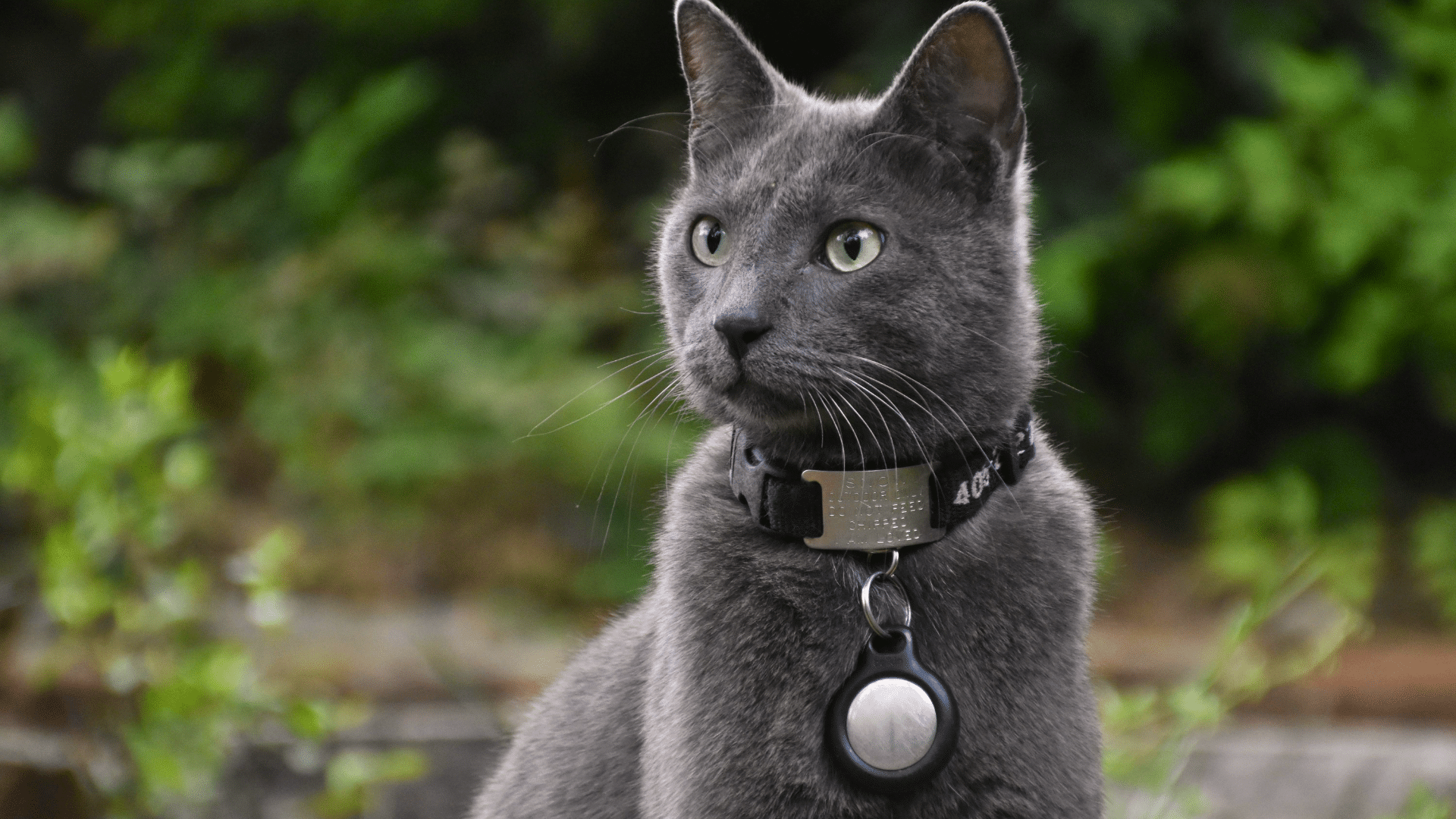 best cat collar featured image