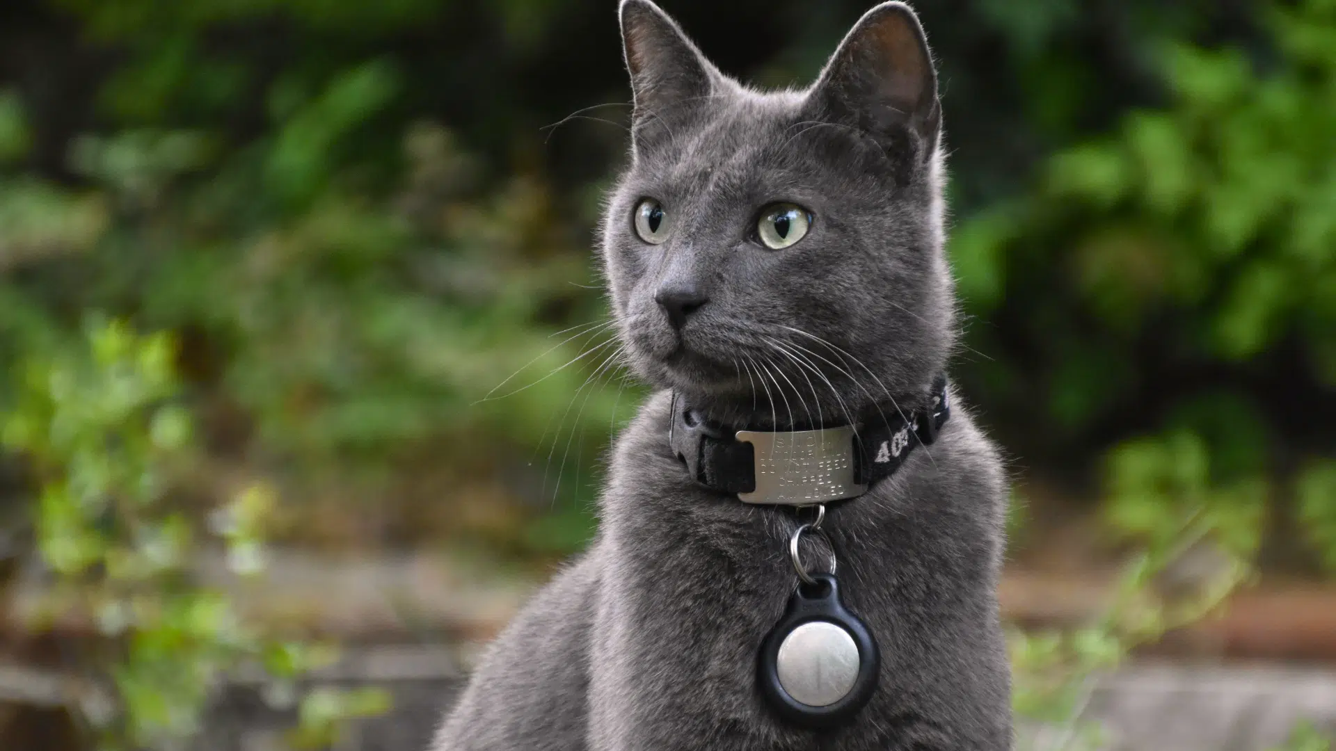 best cat collar featured image