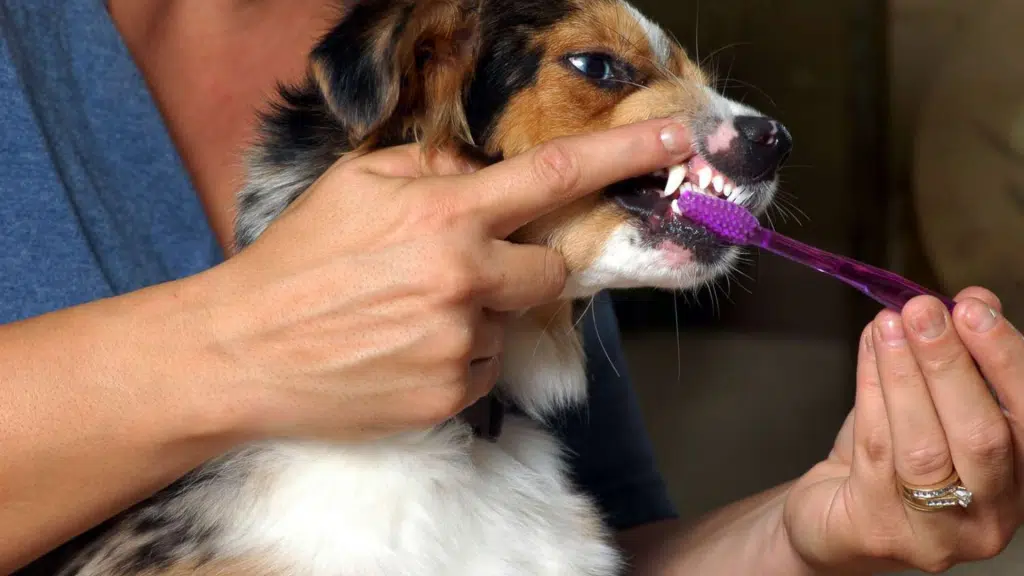 7 Best & Vet-Approved Toothpastes for Dogs & Puppies