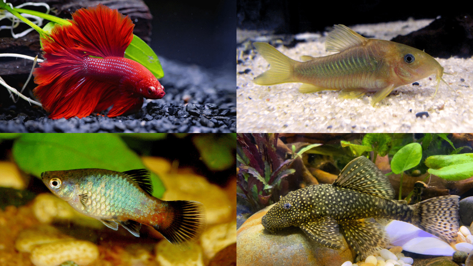 Photo inspiration: Visual Reference: 13 Best And Easiest Aquarium Fish For Beginners