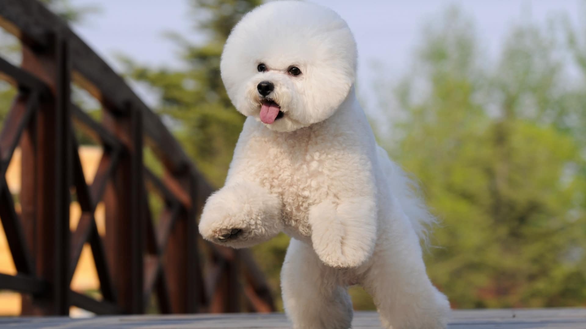 bichon-frise