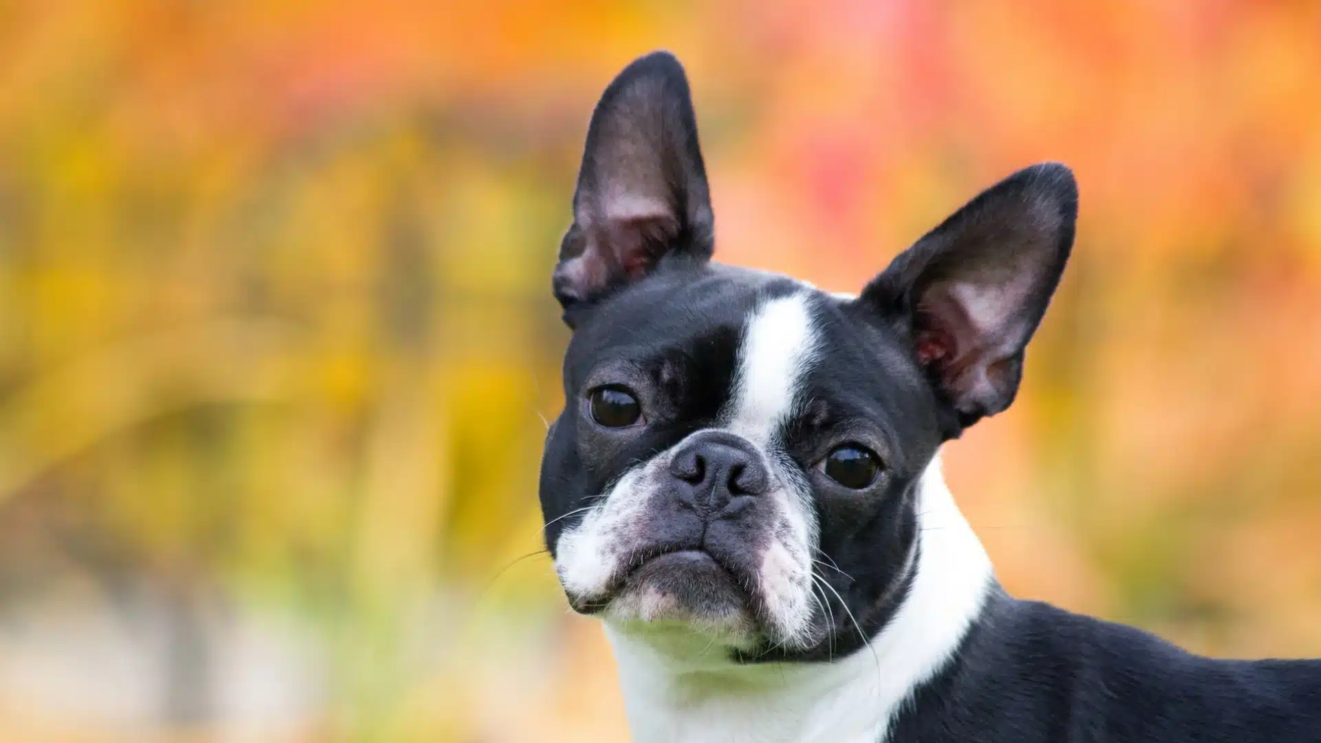 boston-terrier
