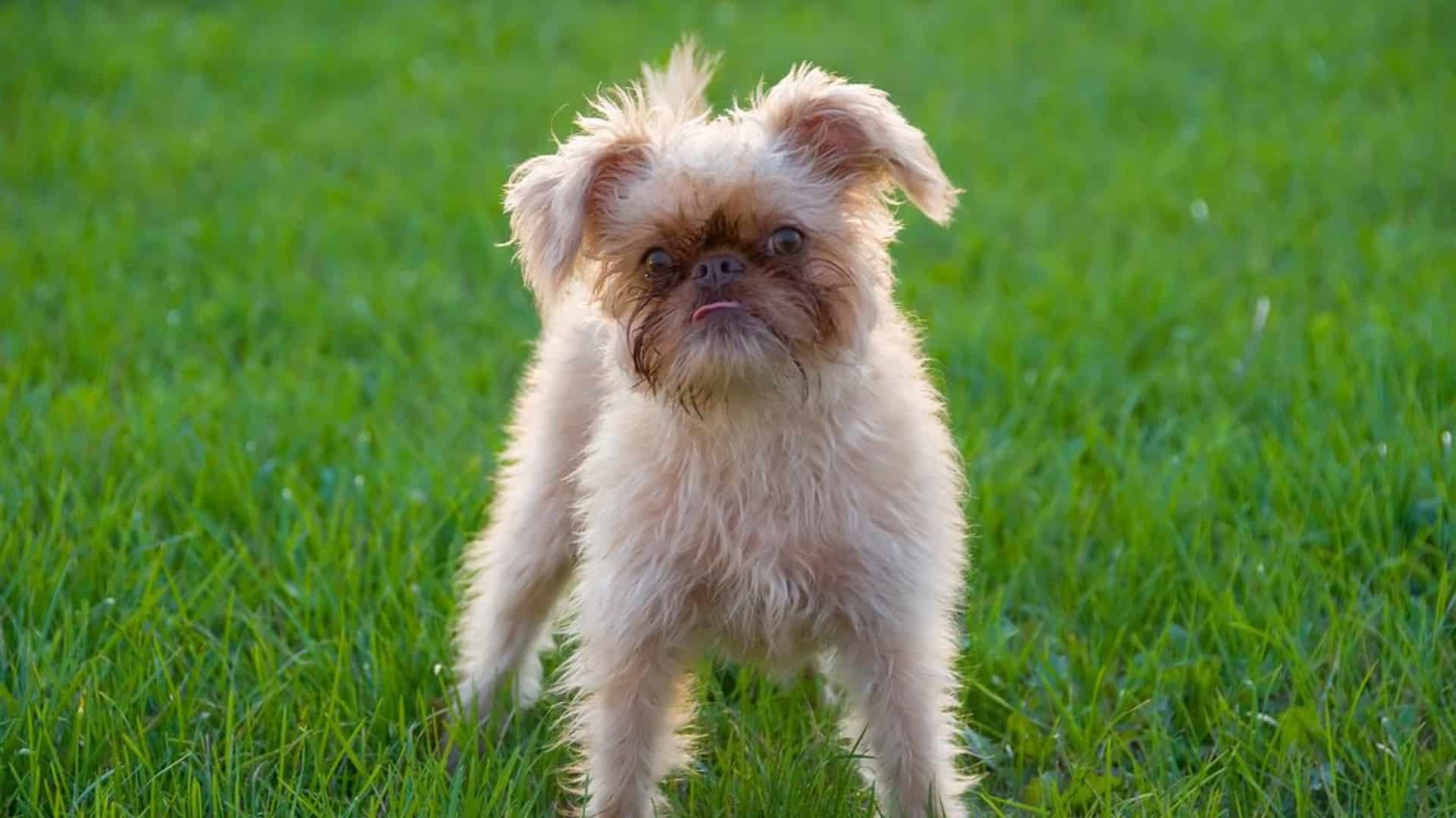 brussels-griffon