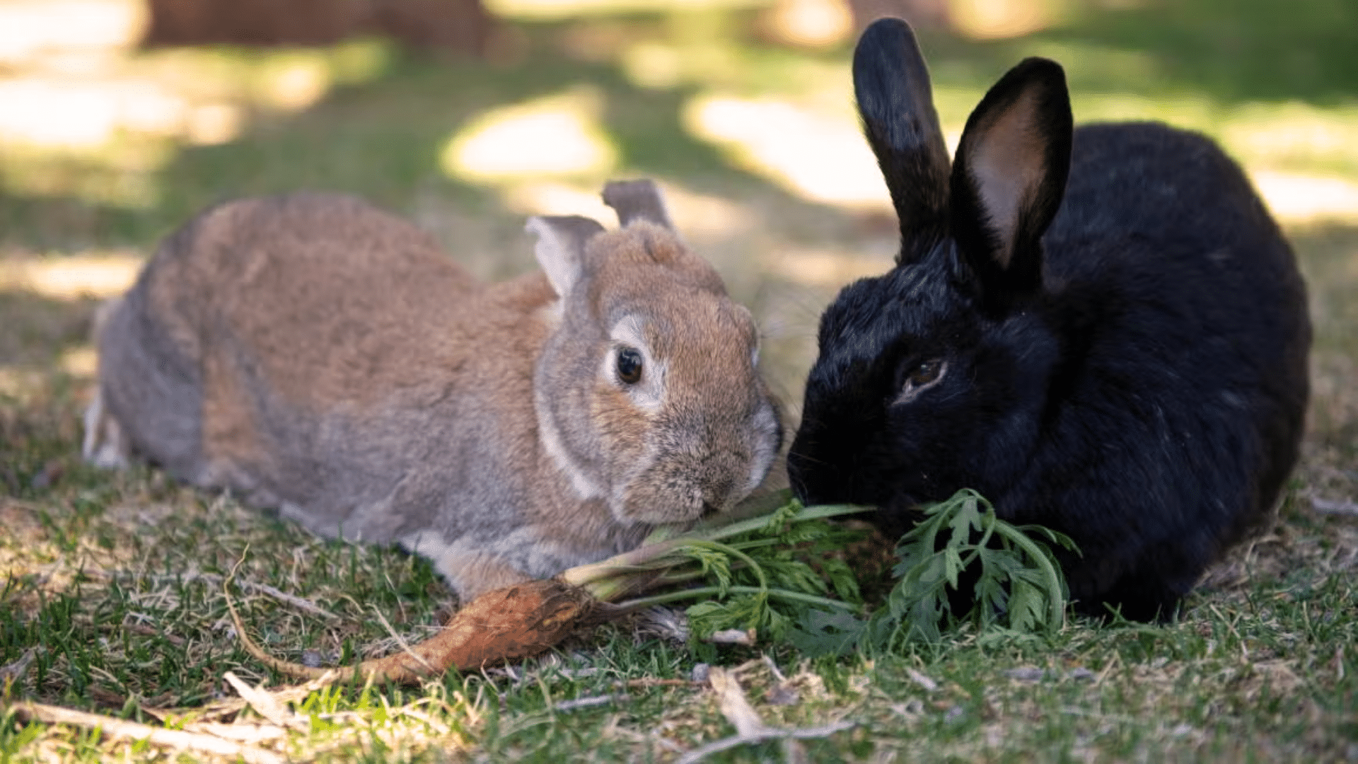 bunny vs rabbit (1)